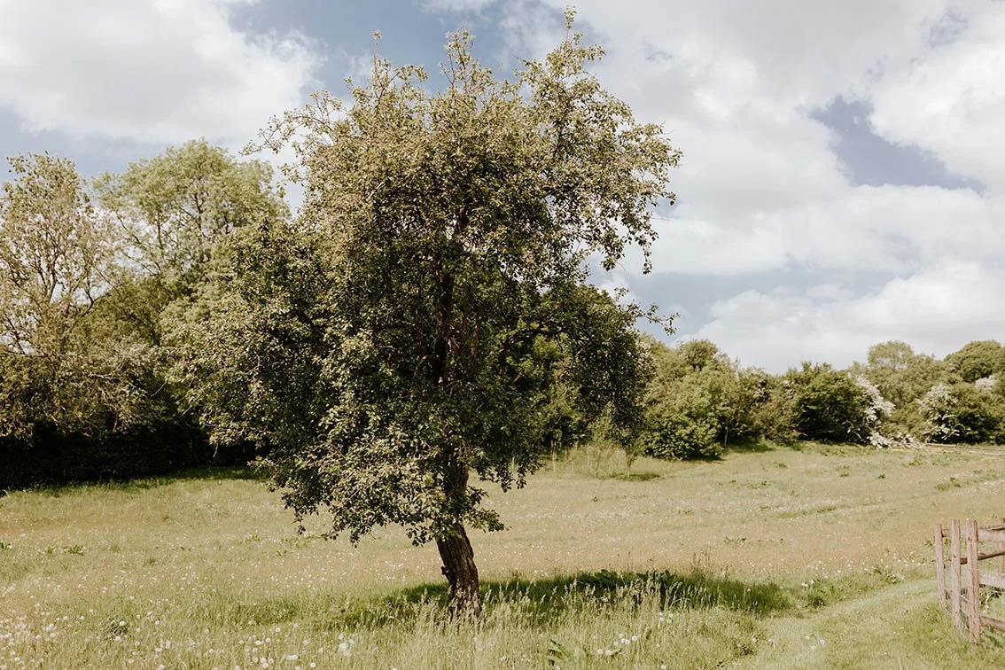 A single tree in a grassy field with other trees in the background under a partly cloudy sky.