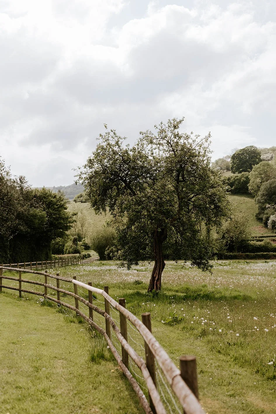 A rural scene with a lone tree in a grassy field, a wooden fence curving along the left side, and hills with trees in the background under a cloudy sky.