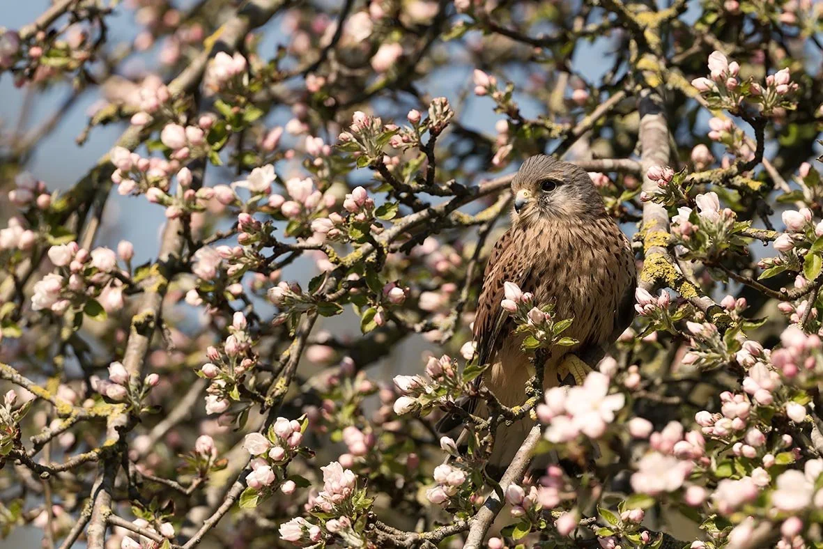 A bird of prey perched on a tree branch with pink blossoms.