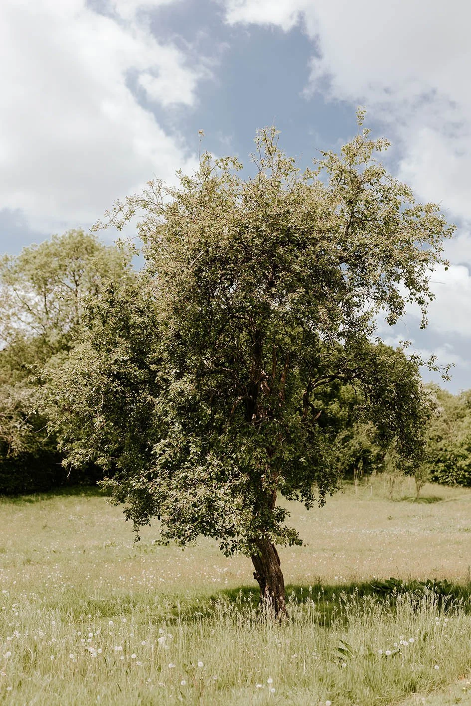A solitary tree with lush green leaves stands in a grassy field under a partly cloudy sky.