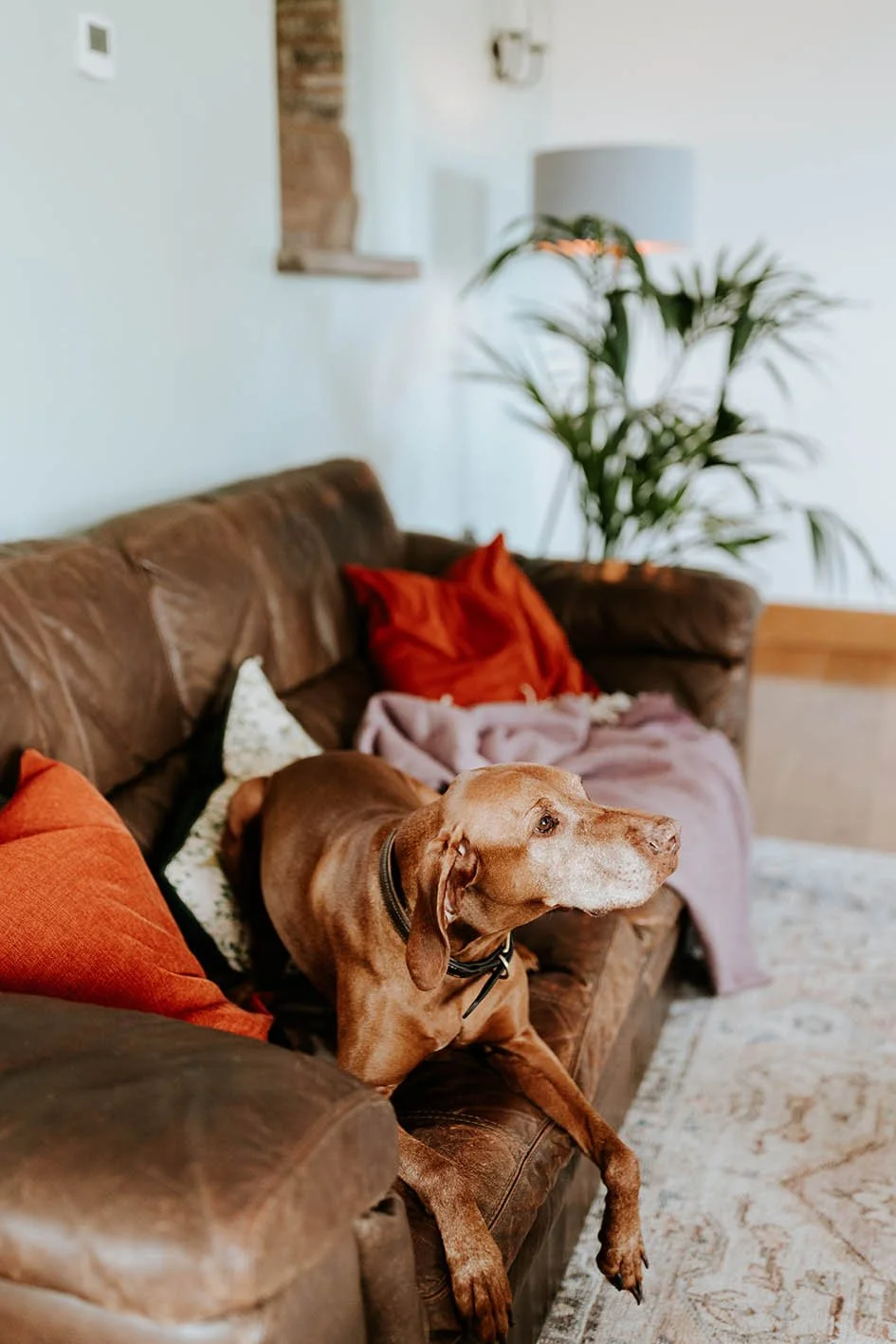 A brown dog sitting on a brown leather sofa with red and gray pillows and a pink blanket in a living room with a white wall, a large green plant, and a lamp.