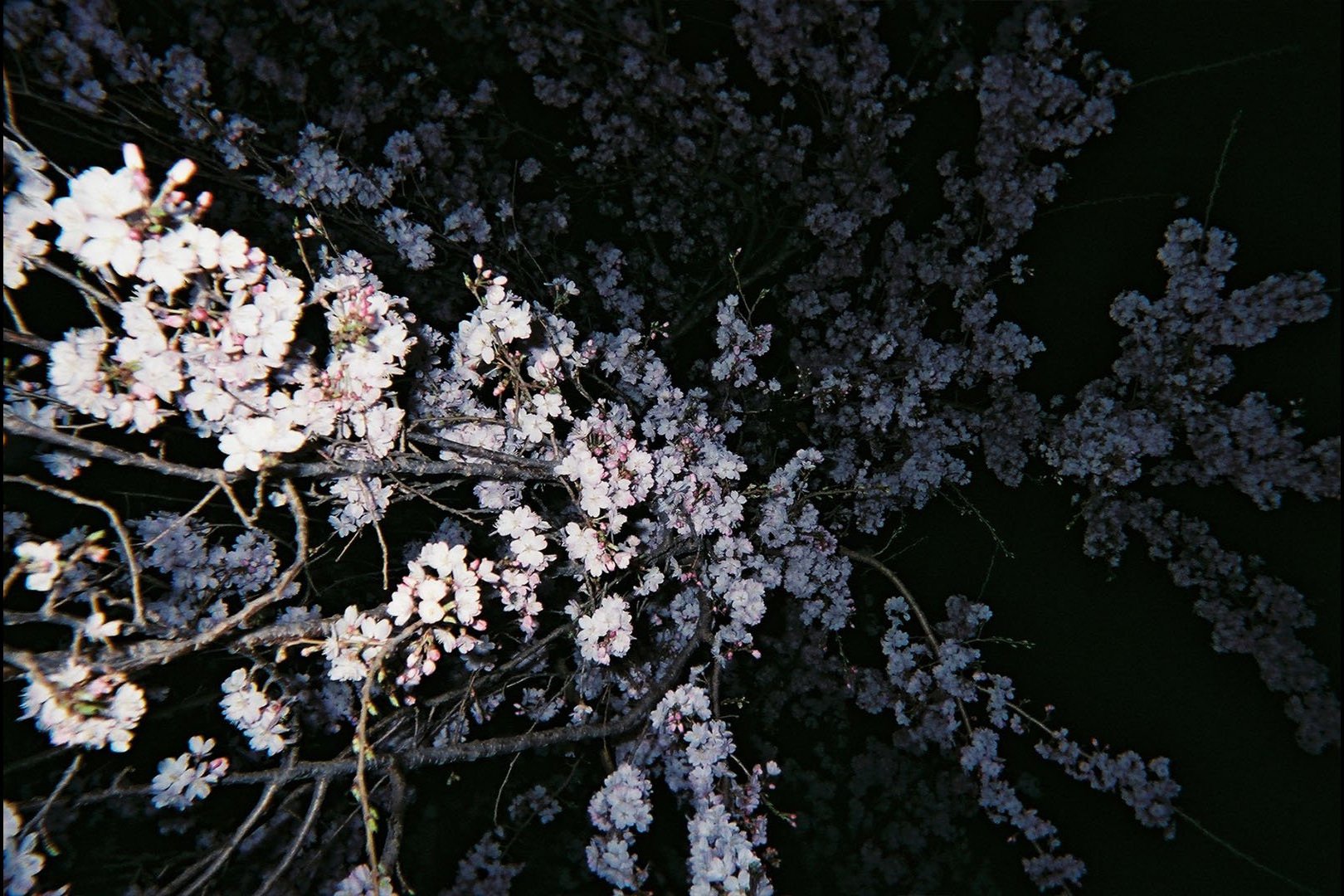 At that luminous night