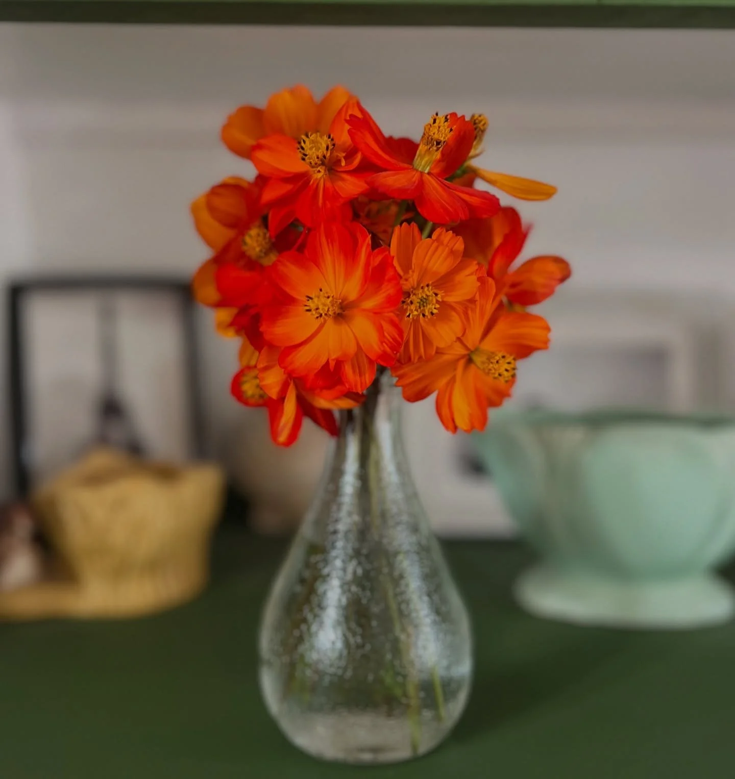 Tell me you&rsquo;ve been on holiday to France without telling me&hellip; 
Couldn&rsquo;t resist using this #orangina bottle for these tango cosmos - one of my faves! These are going over slightly but I don&rsquo;t want to waste them. 
Back to it thi
