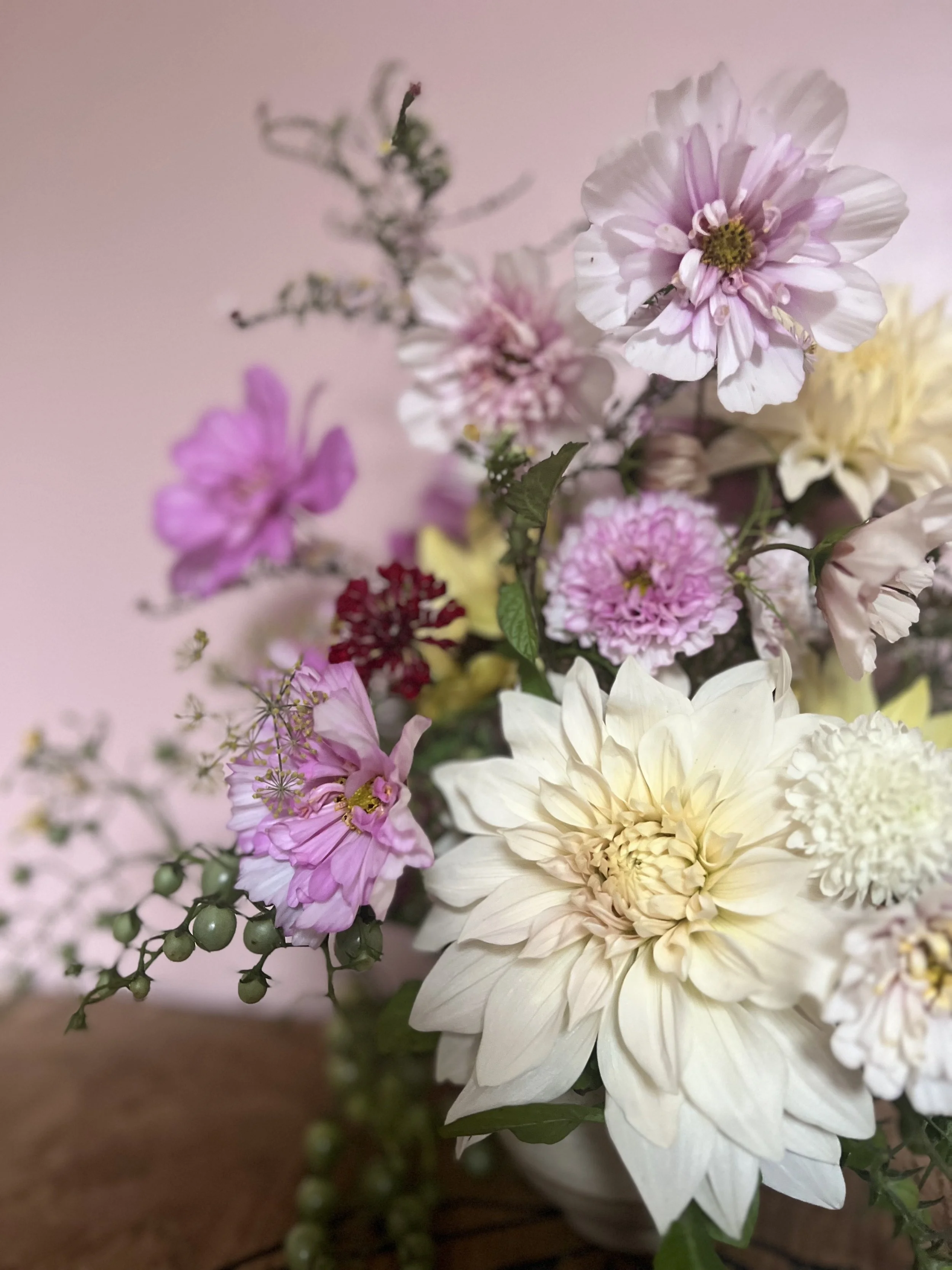 A close up of pink and white british garden flowers including dahlias, cosmos and scabious