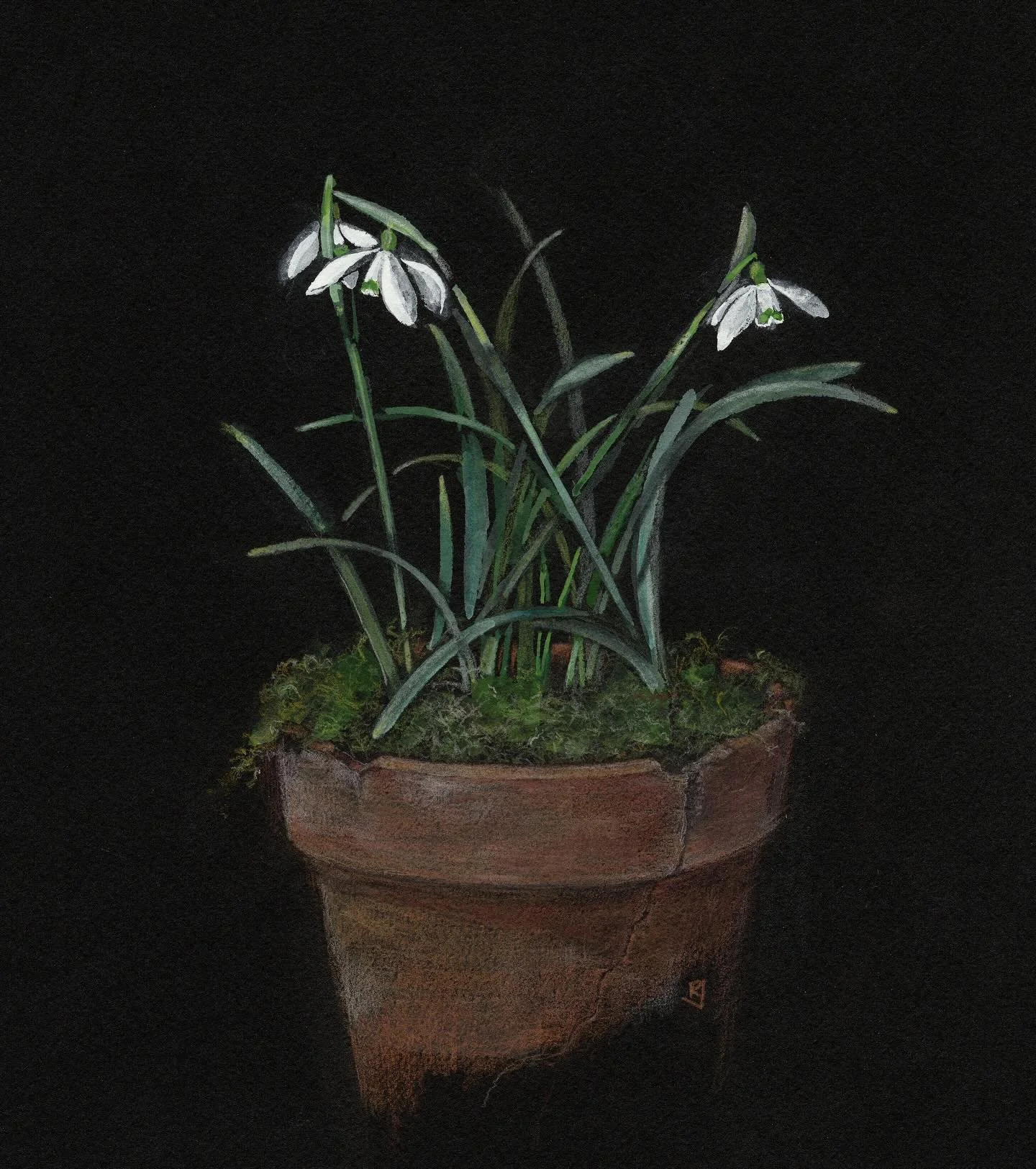 Snowdrop Season 🤍

A really lovely subject to draw at this time of year.

&lsquo;Three Snowdrops&rsquo;
Watercolour and coloured pencil study on paper. Available to own.
Unframed &pound;250

Full details on my website 
www.rosejones.co.uk

#snowdrop