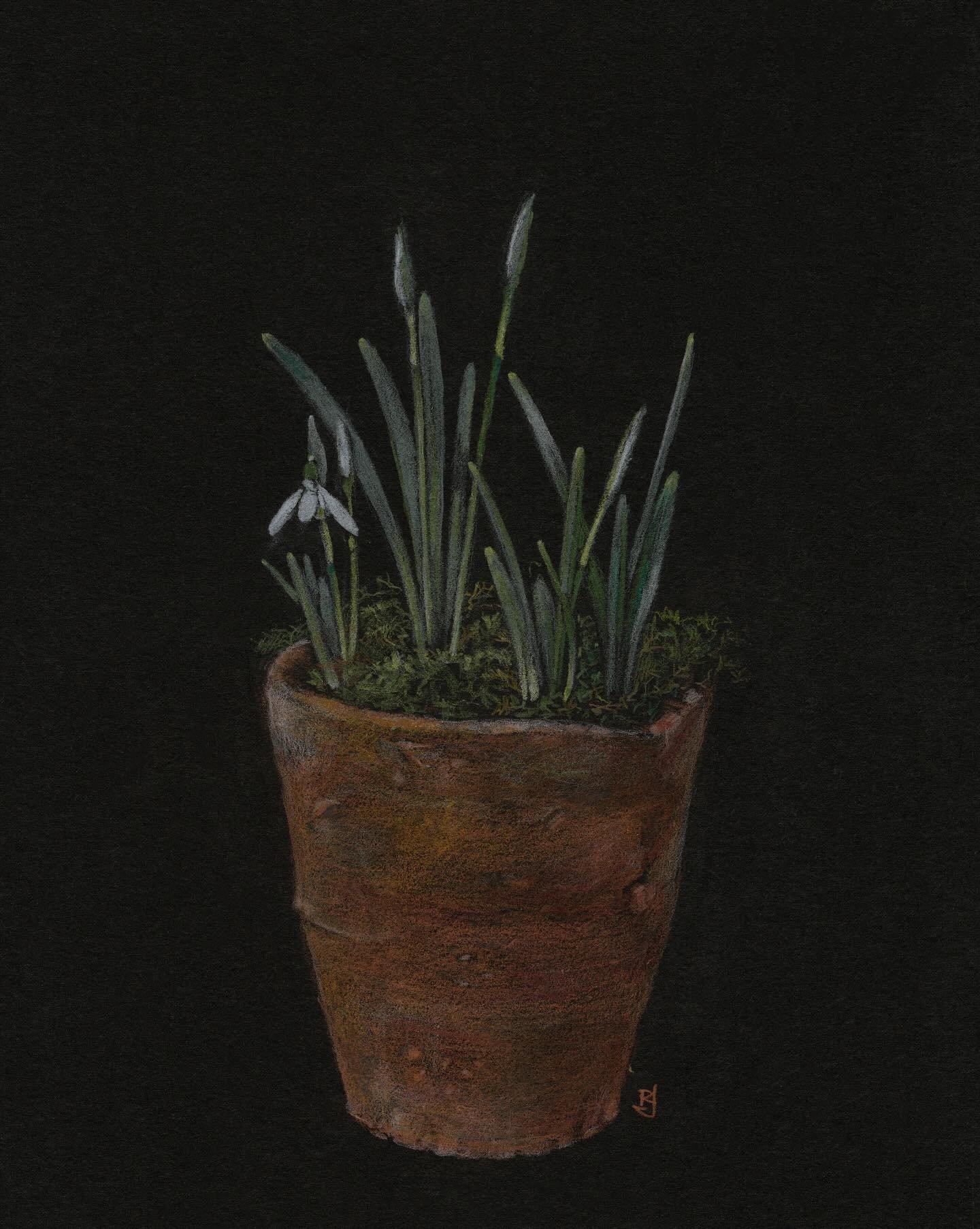 Snowdrop Season 🤍

Snowdrops emerging from a bed of moss in my favourite little pot of the old ones I have. It&rsquo;s not symmetrical, has a unique handmade shape and a beautifully pitted and textured surface. Just lovely. 

&lsquo;Snowdrops in a C