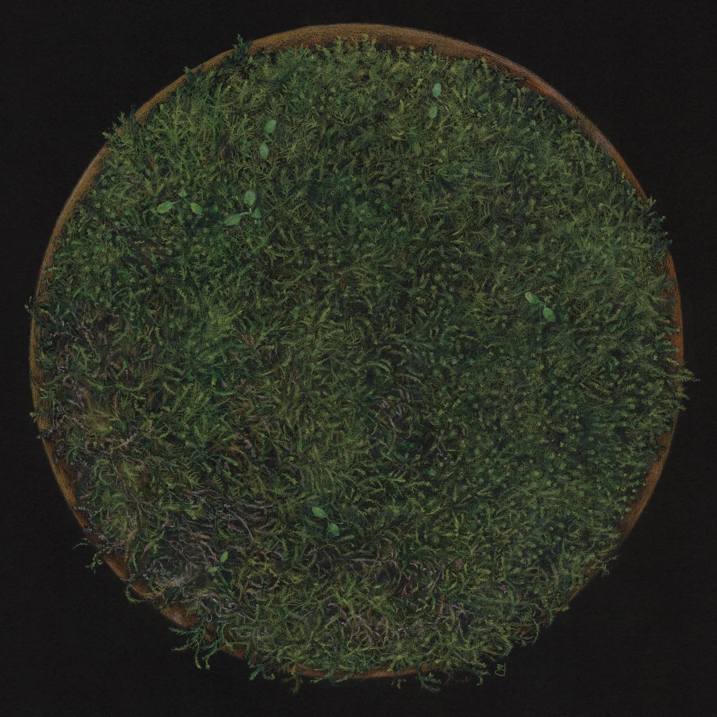 The latest moss drawing is finished and framed.

No china pieces with this one, simply a larger circle of moss, rather like a planet I thought.

The seedlings, which I think are nettle emerged during the drawing process. Interesting to see these mini