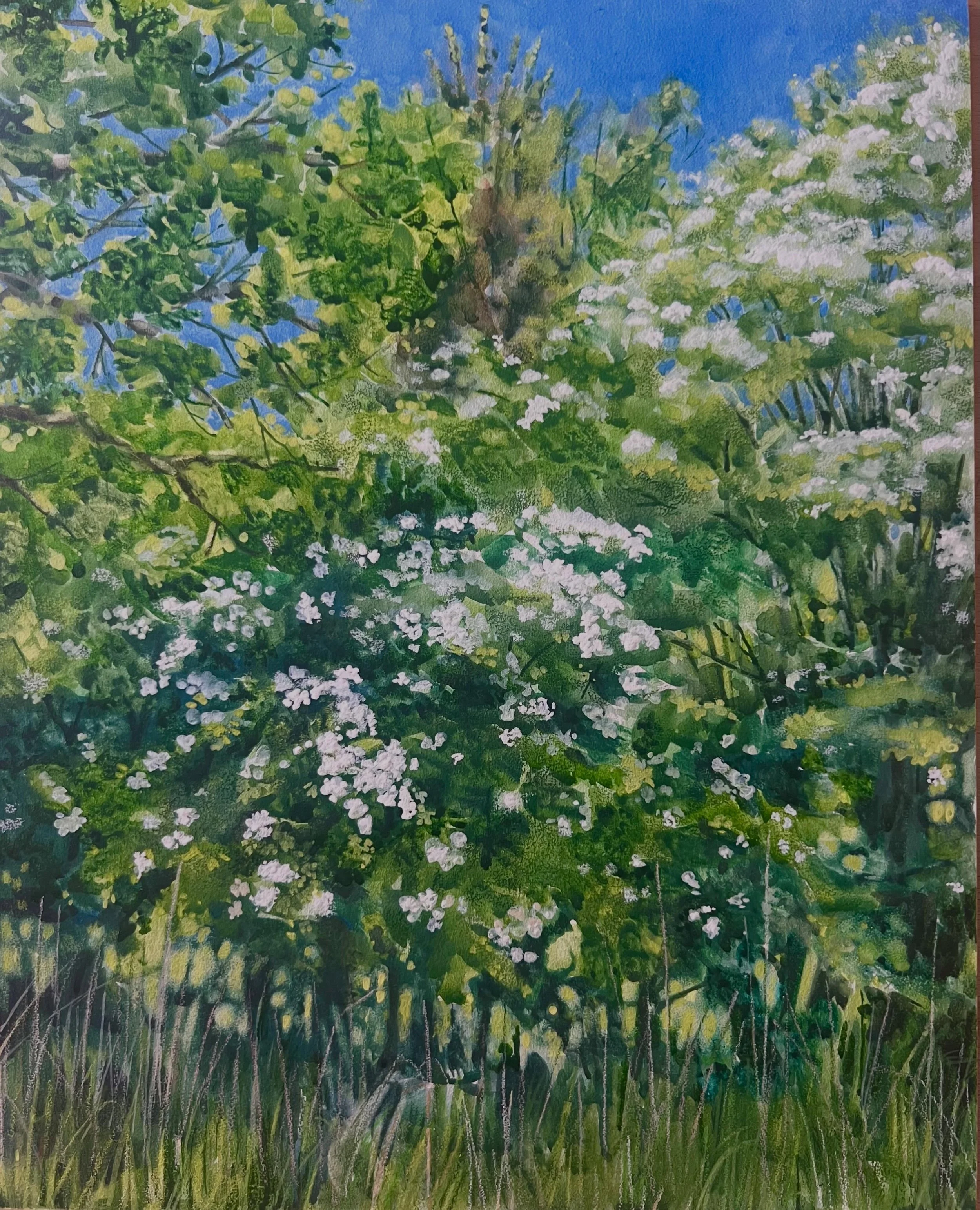&lsquo;A Day in May&rsquo;
Gouache and coloured pencil.

I love May. 
I love the hedgerows with the fresh greens and white of cow parsley and hawthorn. I&rsquo;m rather obsessed with hawthorn&hellip; 🤍 it&rsquo;s a challenge to paint though.

I thin