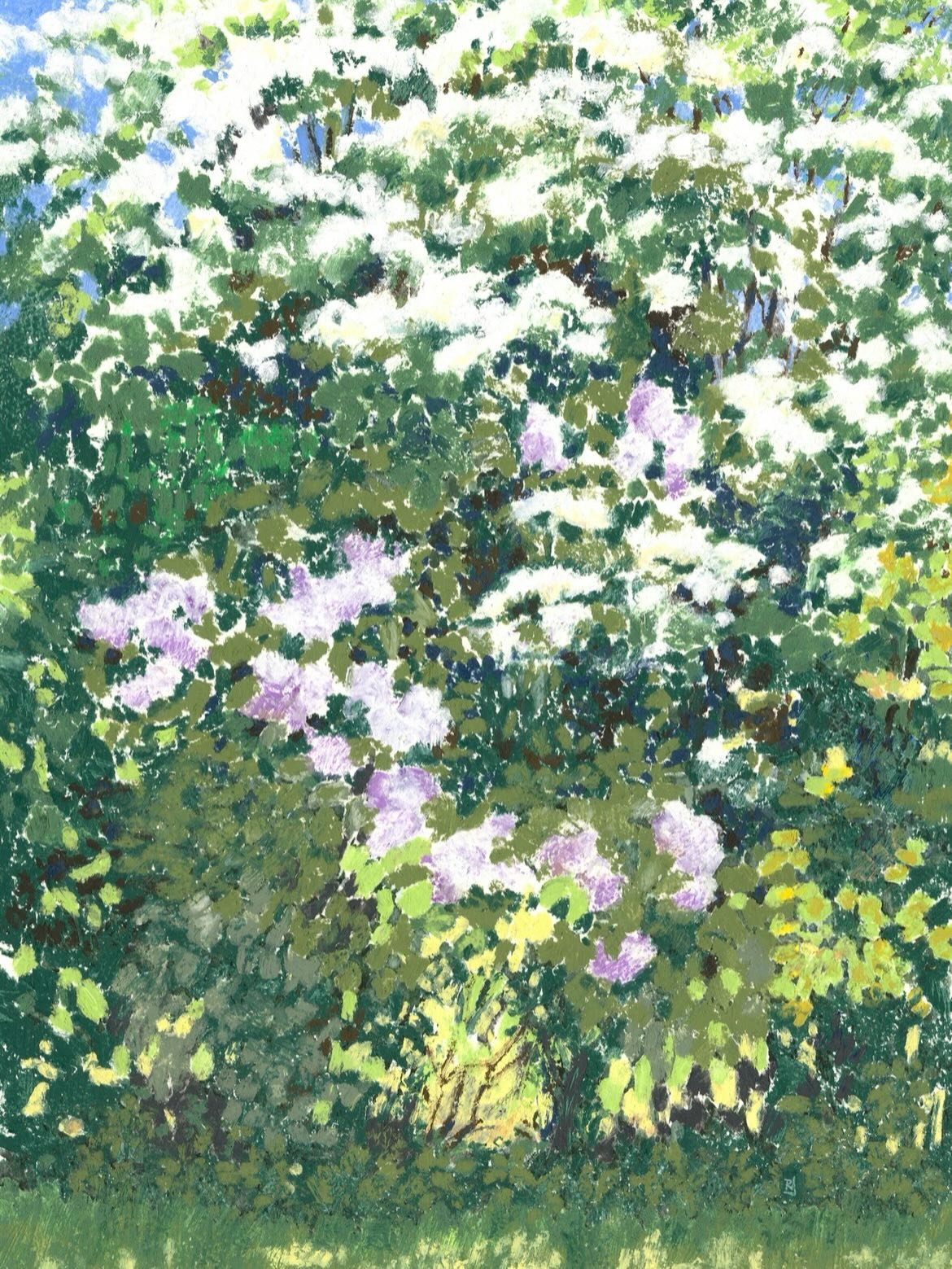 I love a good hawthorn hedge and last year, inspired to draw one I took my oil pastels out to try and capture the essence of a beautiful May day. 

I remember that it was so hot my oil pastels melted but I love the effect created by the brushstroke-l