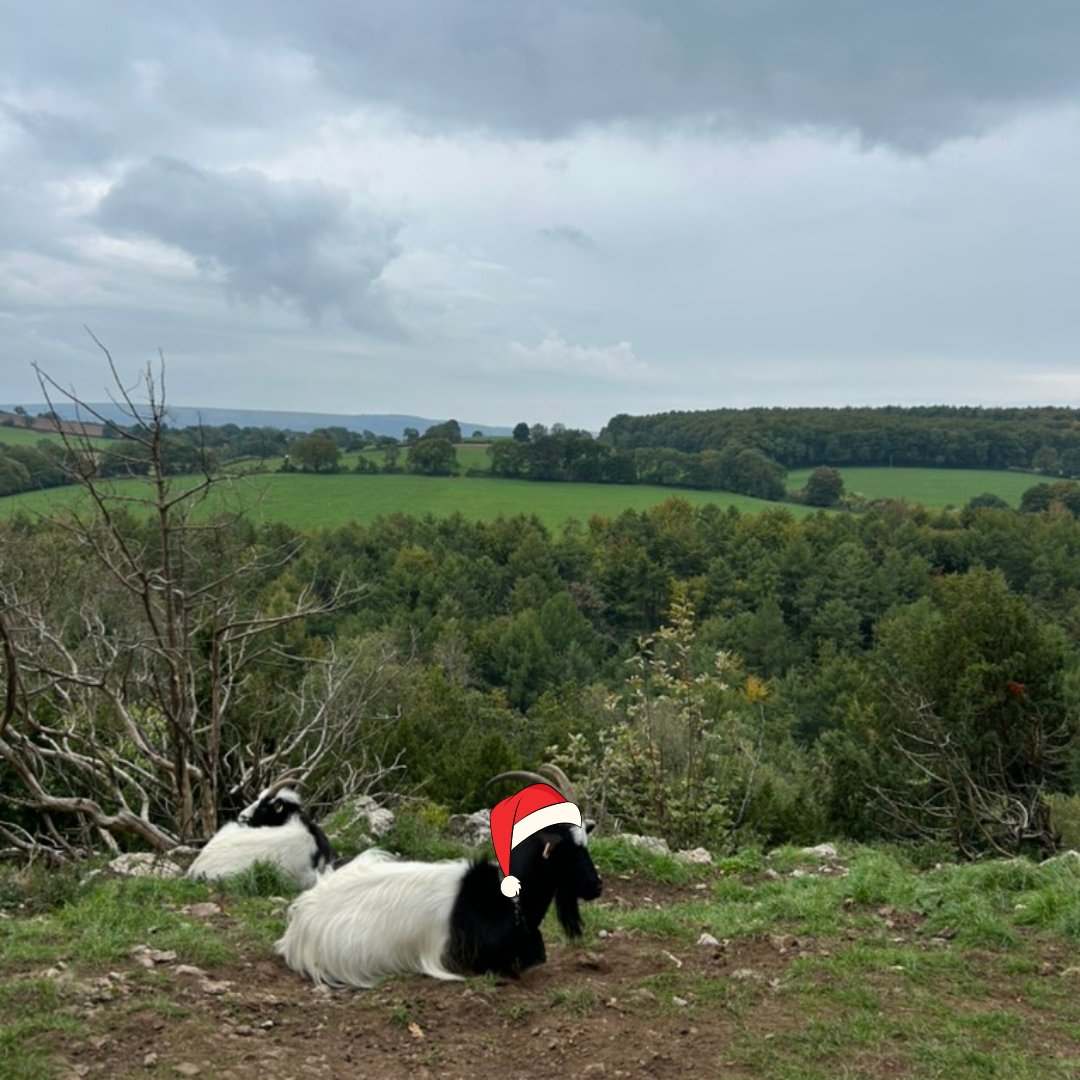 Christmas lunch &amp; walk
