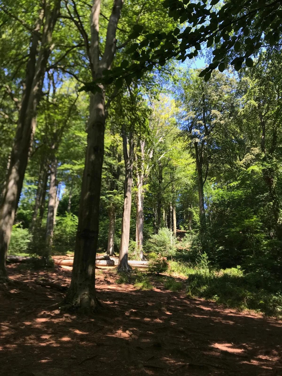 Blaise estate loop (evening walk)