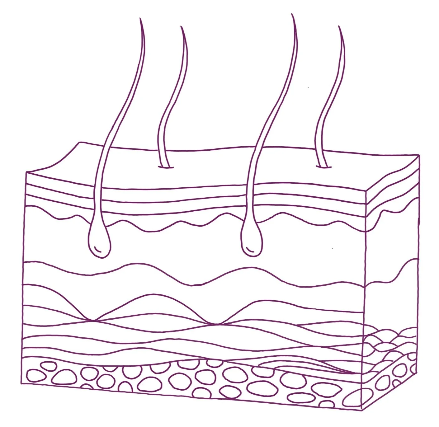 A simple line drawing of a cross-section of human skin showing hair follicles, layers of skin, and underlying tissue.