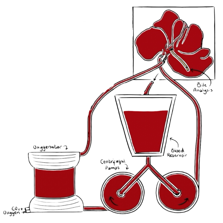 Diagram illustrating the process of blood oxygenation, showing blood flow from the blood reservoir through centrifugal pumps to the lungs for bile analysis, with labels for blood reservoir, oxygenator, centrifugal pumps, and bile analysis, and an oxygen input.