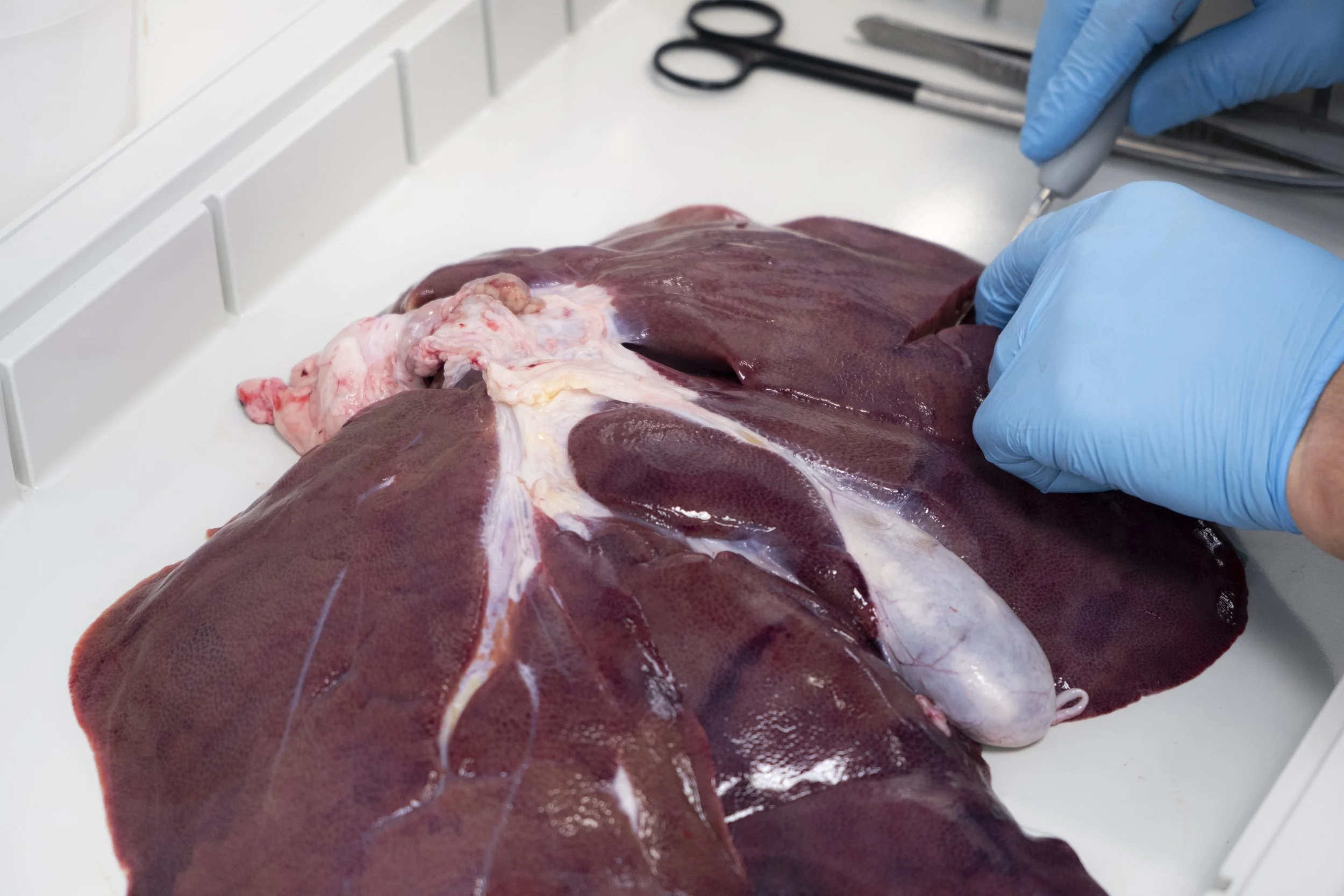 A person wearing blue gloves preparing animal liver on a white tray, with scissors and a knife nearby.