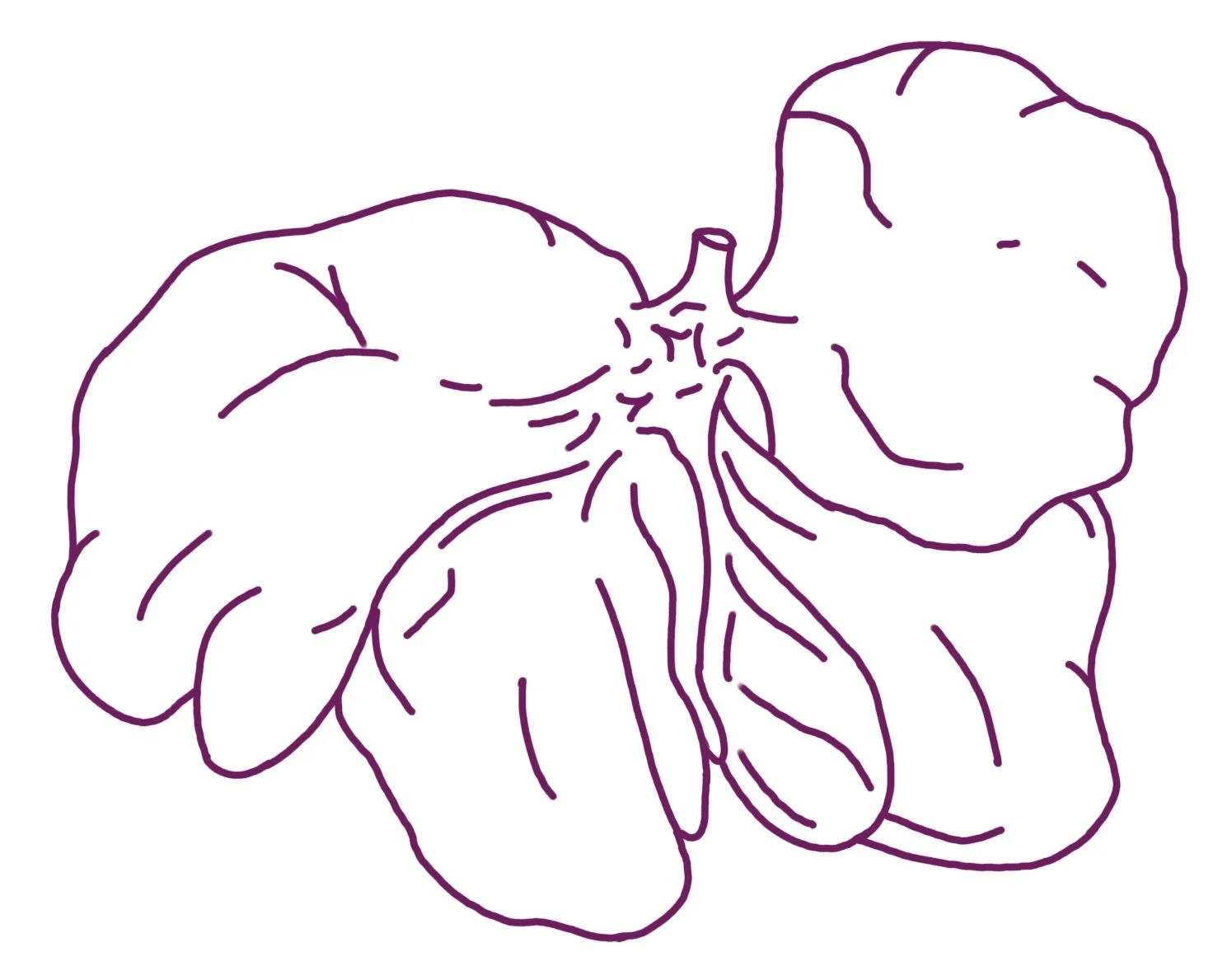 Line drawing of a ginger flower with three blossoms and leaves in purple outline.