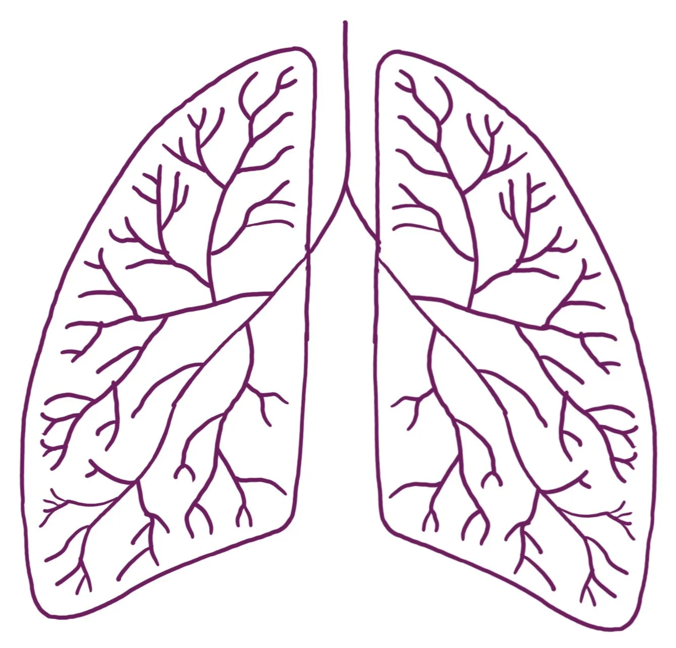 Line drawing of human lungs, showing bronchial tubes and branching airways.
