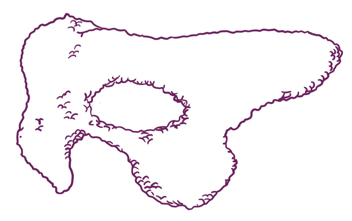 Outline of a clam or shell in purple line art on a white background.
