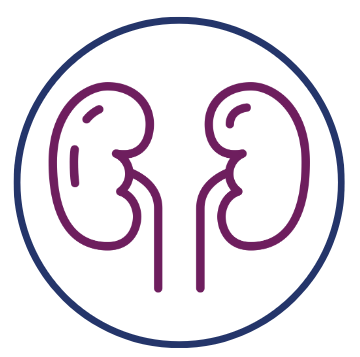 Outline of human kidneys inside a circle.