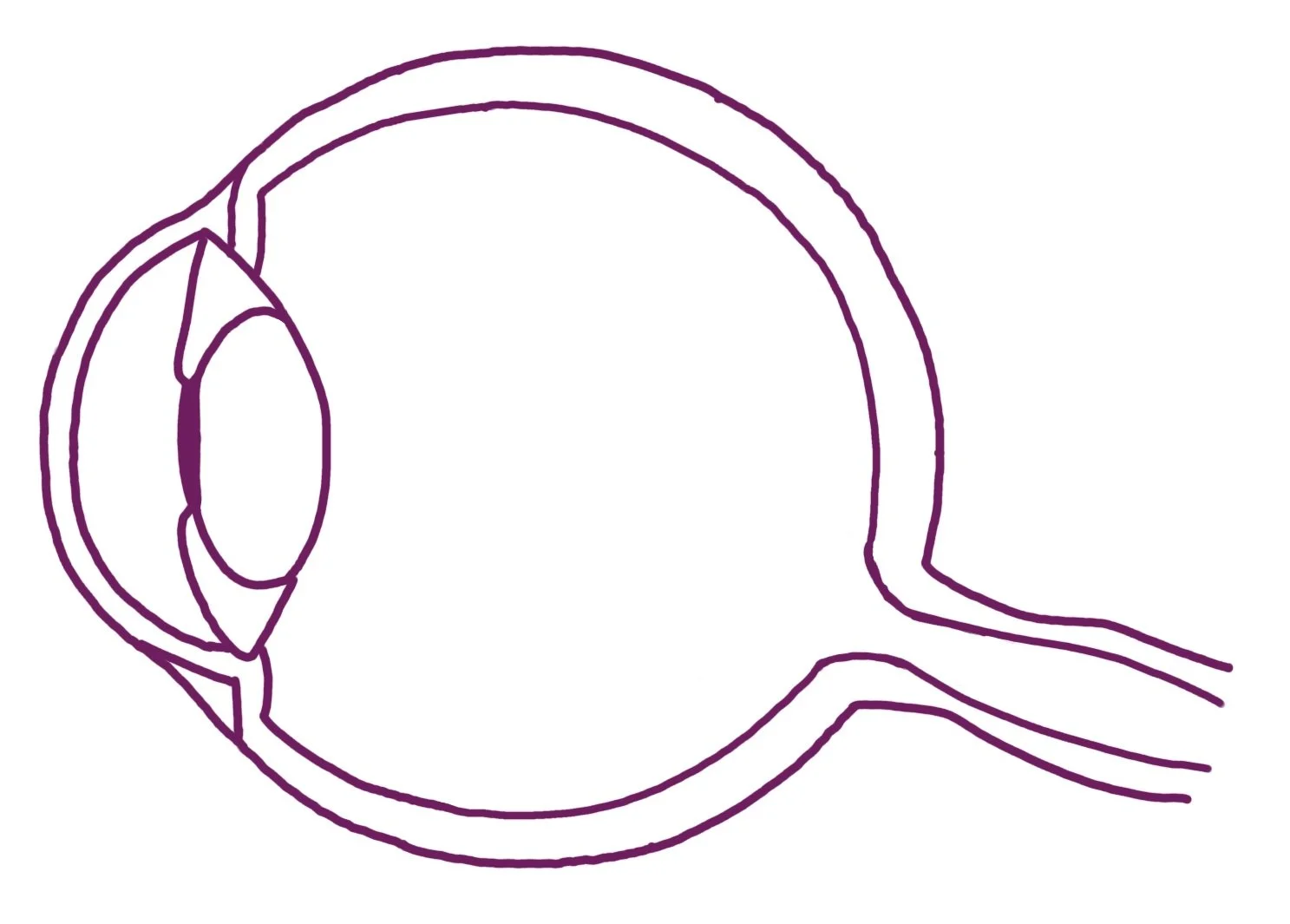 Line drawing of a human eye viewed from the side, including the eyelid, iris, pupil, and optic nerve.