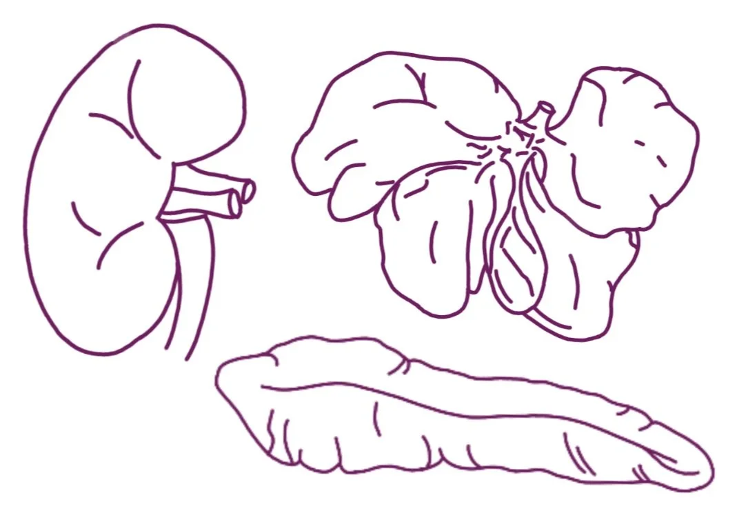 Line drawing of a kidney, a ginger root, and a long leaf.