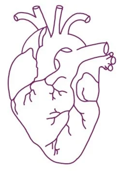 Outline drawing of a human heart with visible arteries and veins.