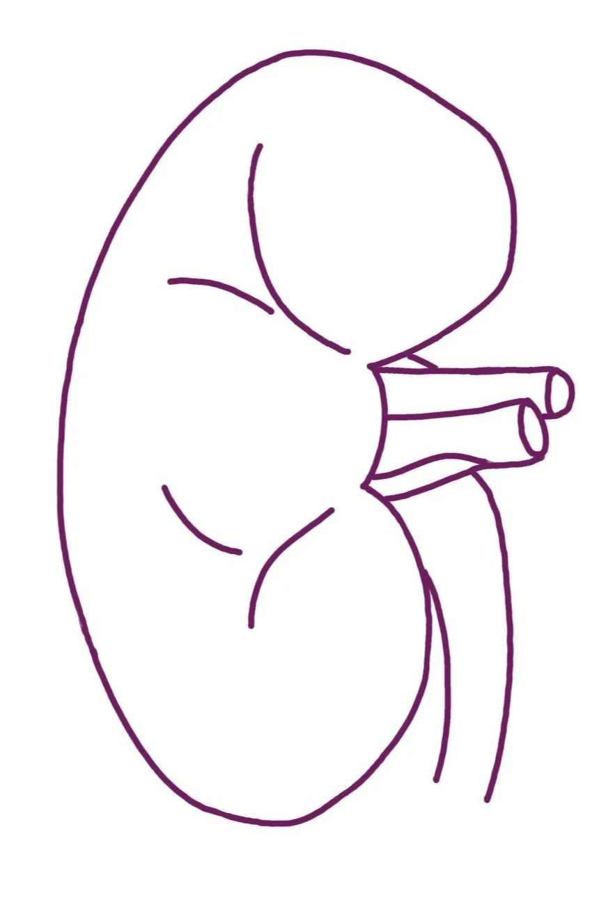 A simple line drawing of a pregnant woman with her belly exposed, holding her belly with one hand.