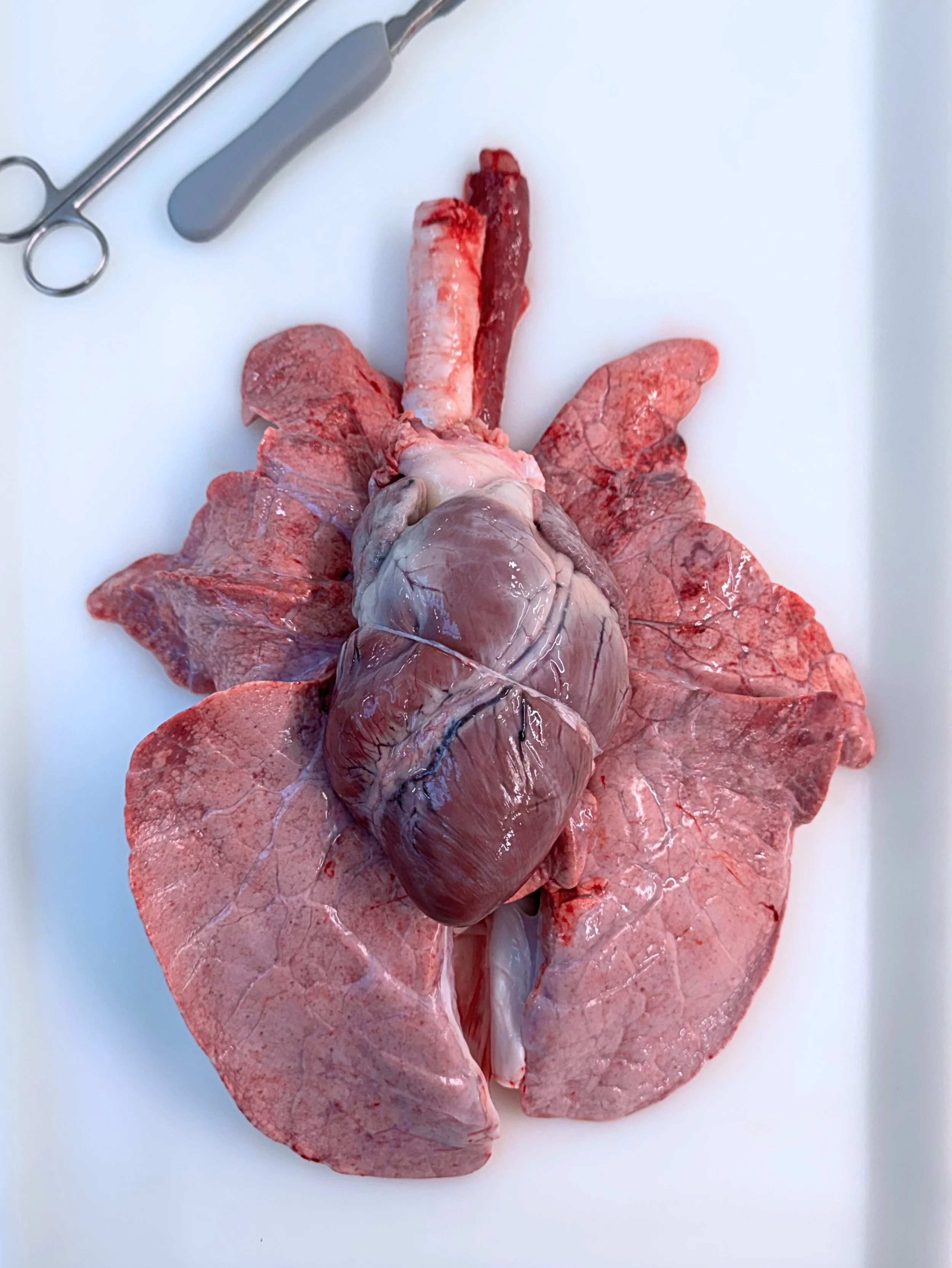 heart and lungs full.jpg