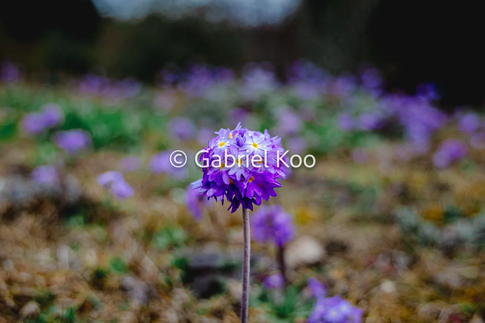 WhatsApp Image 2026-02-19 at 16.29.14 (3).jpg