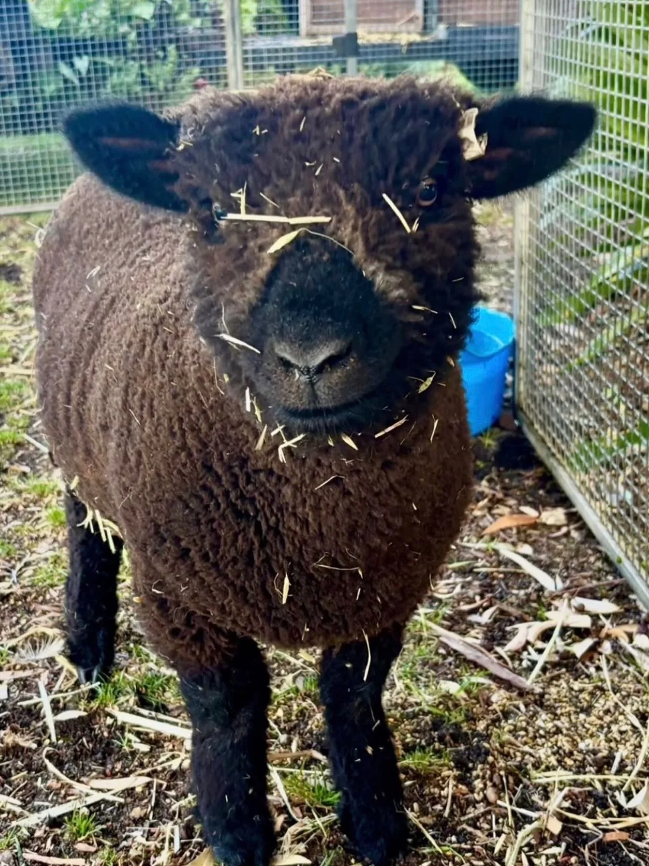 🐰🐑 Farmer Damian is back at Manning this weekend &mdash; and he&rsquo;s bringing the cutest crew!

Baby rabbits, friendly sheep and plenty of fluffy farmyard friends will be waiting for gentle pats and cuddles 🤍

Little animal lovers, this one&rsq