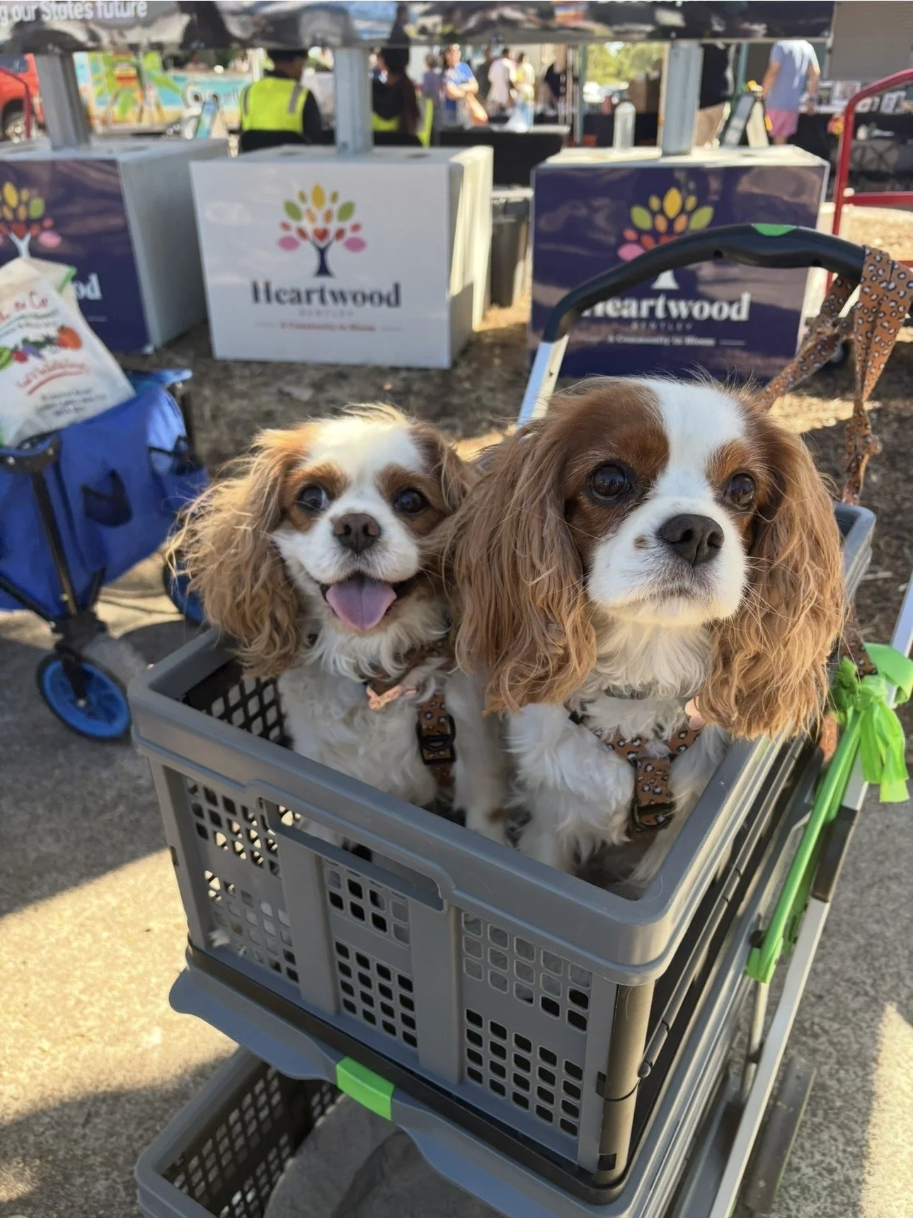 Dogs are welcome at the Manning Road Farmers Market