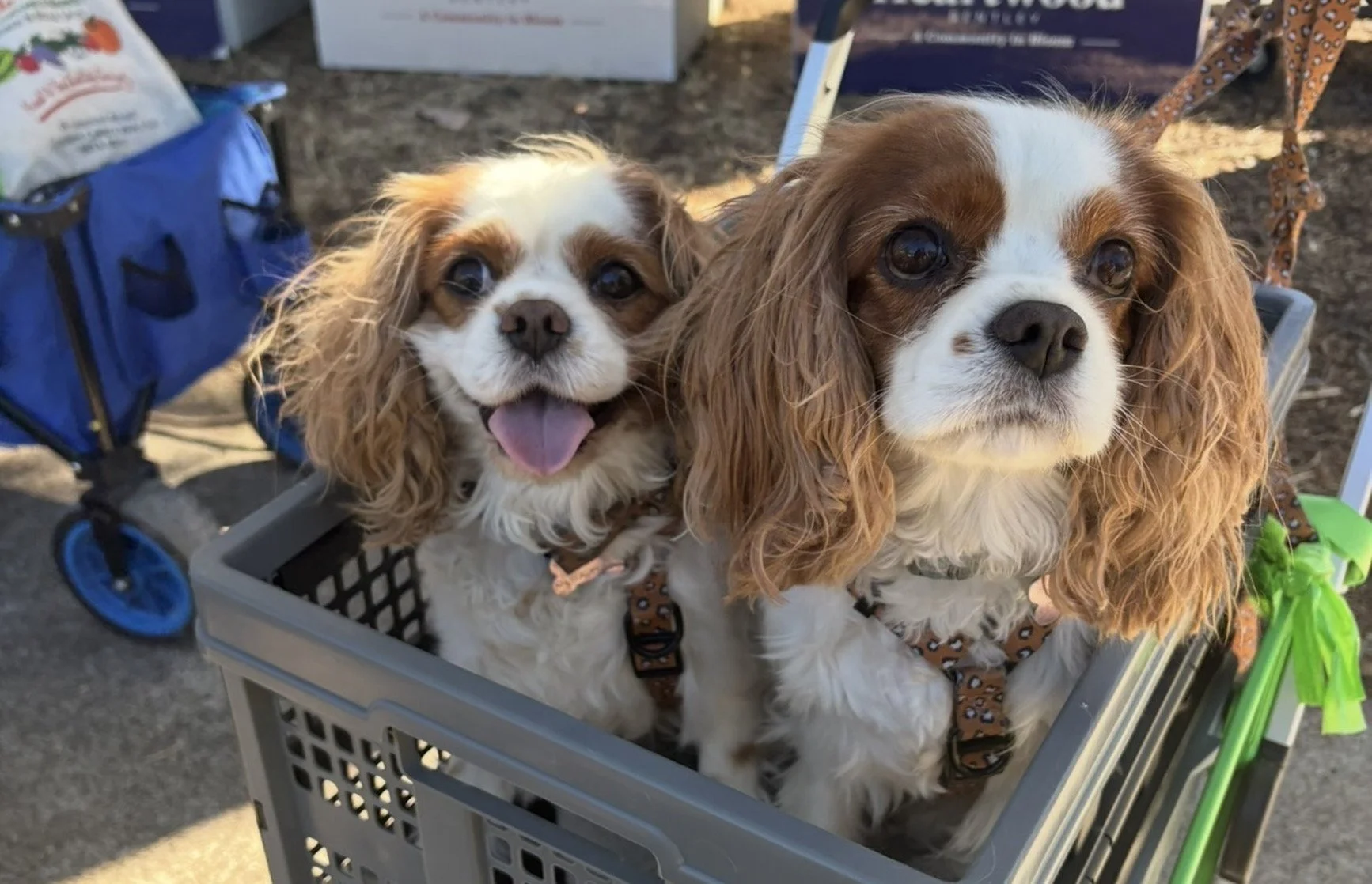 Dogs welcome at the Manning Road Farmers Market