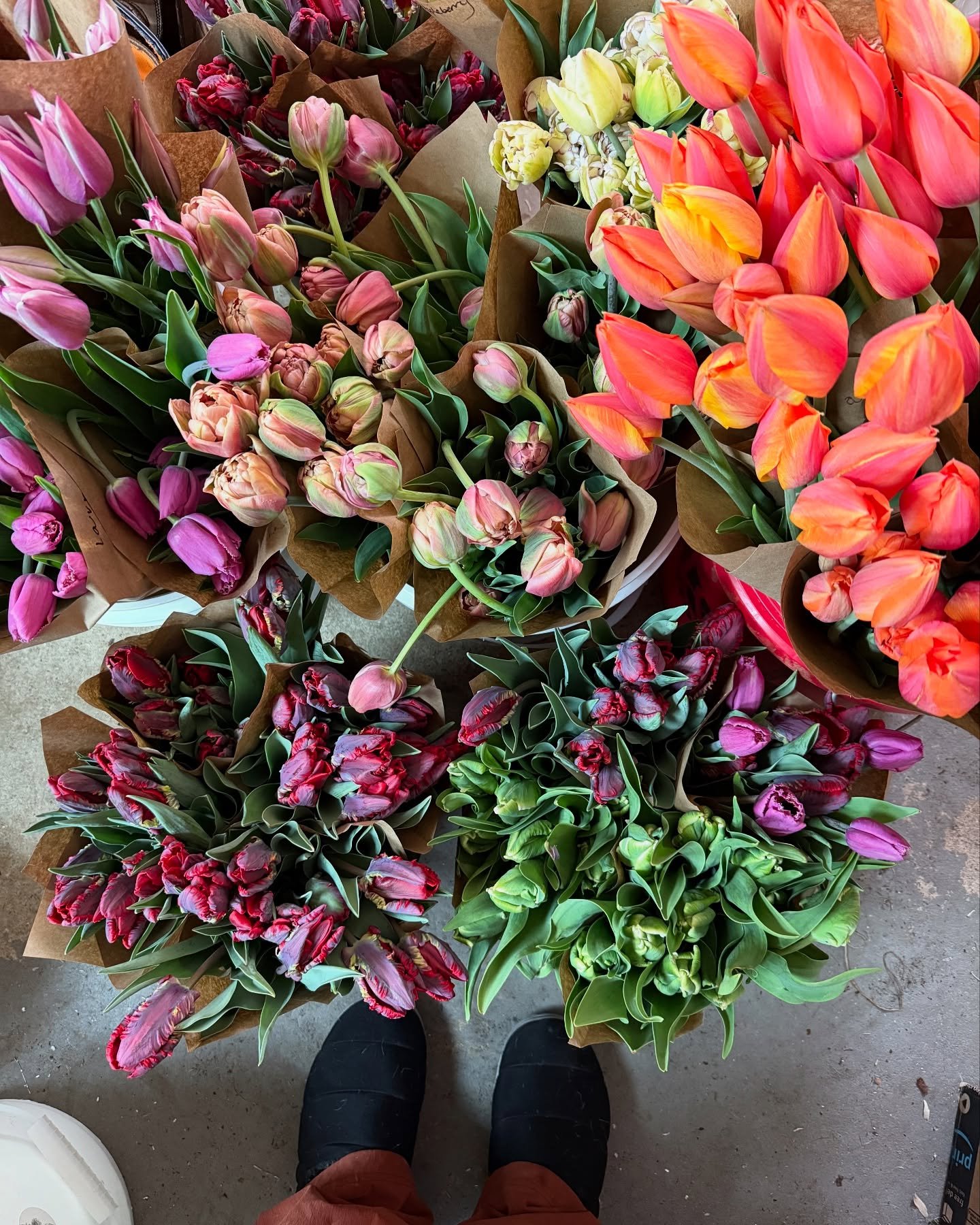 In the course of less than two weeks, ALL the tulips arrived at once. The gear shift from a slow spring to a twice-daily harvest (while balancing all the other farm tasks!) gives me whiplash basically every year 😅 worth it. with that wave of beautif