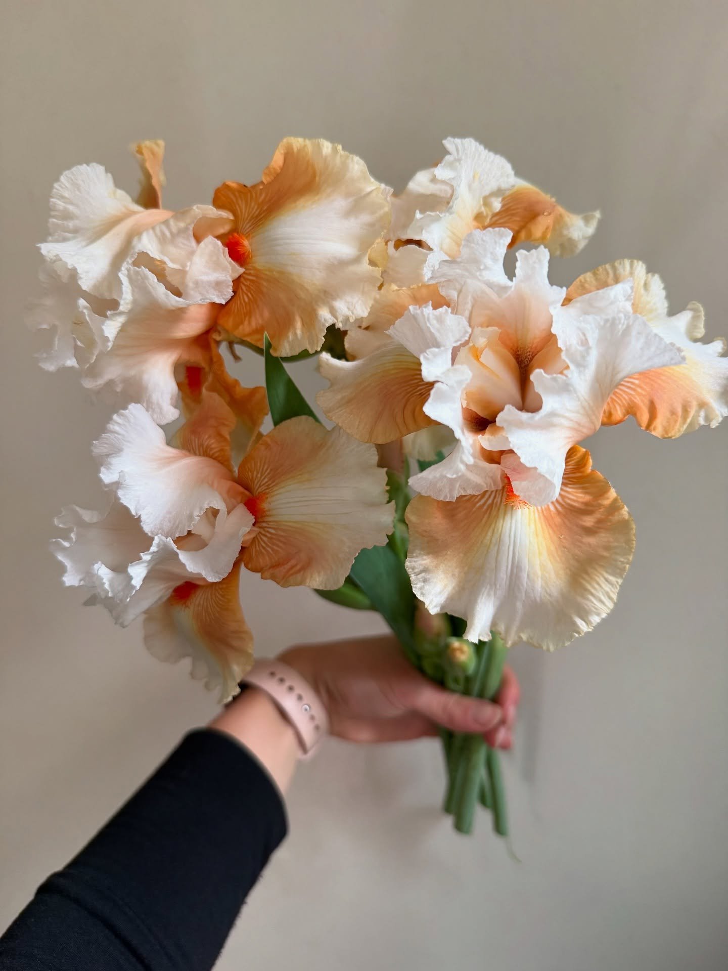 Do I have a new favorite? 🥵🥵🥵
I mean&hellip; LOOK AT HER. Bearded Iris season was here and gone in a flash 💥