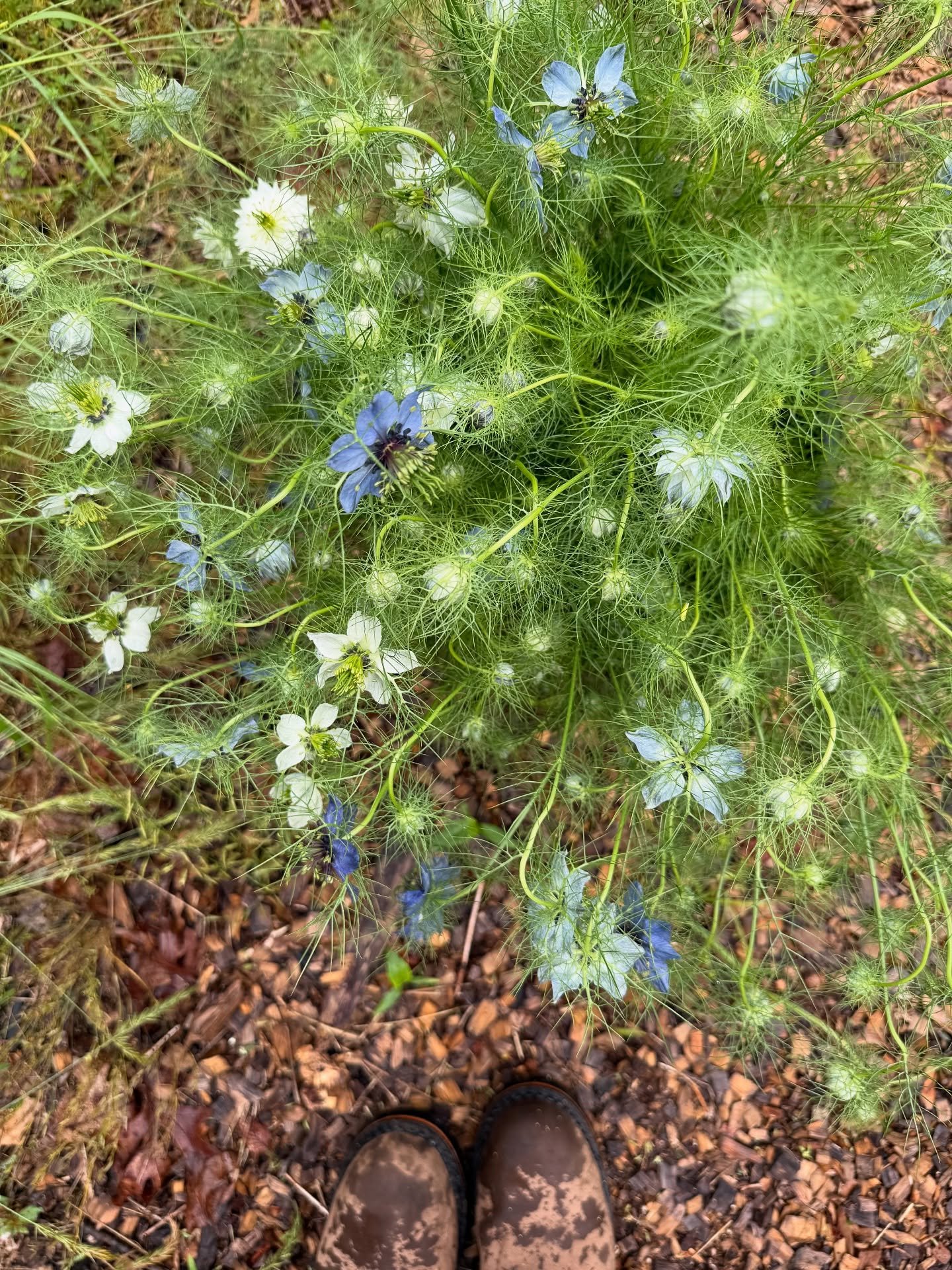Is &ldquo;love-in-a-mist&rdquo; not the PERFECT name for a flower? (Esp since they&rsquo;re going to a wedding this weekend!)
June just has really nice flowers. Here&rsquo;s a few 💕
1+2: nigella aka love-in-a-mist
3+6: roses
4+5: peonies
.
.
.
Ct fl