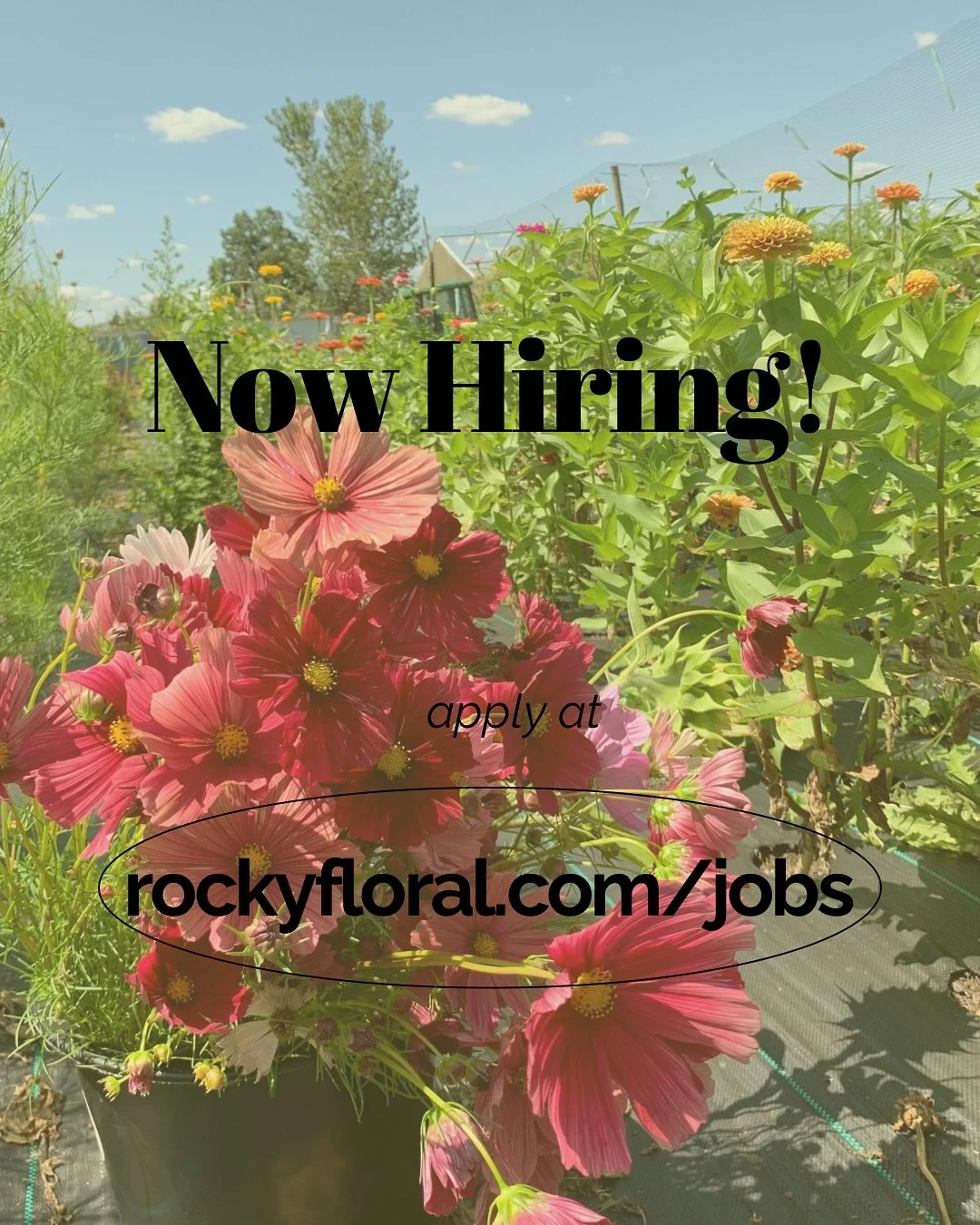 Come work with me in the flowers! Get your hands dirty (seriously, literally) and watch your hard work bloom before your eyes ❤️ 
🌸I&rsquo;m seeking part time help on the flower farm (located in Cheshire, CT) from weekly flower harvests to processin
