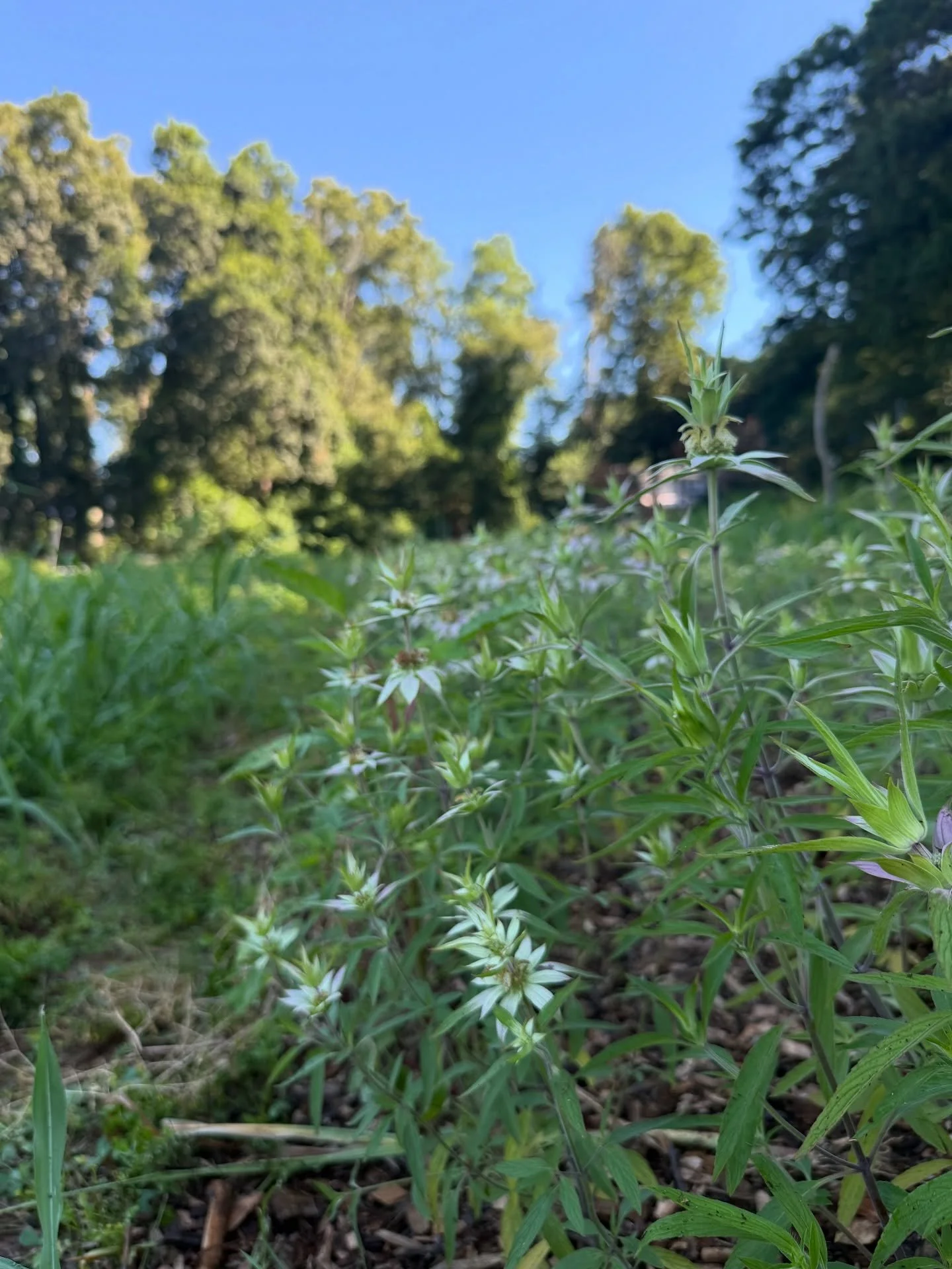 Lately&hellip; flowers, ducks, and the brand spanking new COOLER! Just in time for the summer heat 🥵 everyone staying cool out there? 🌞🌞🌞