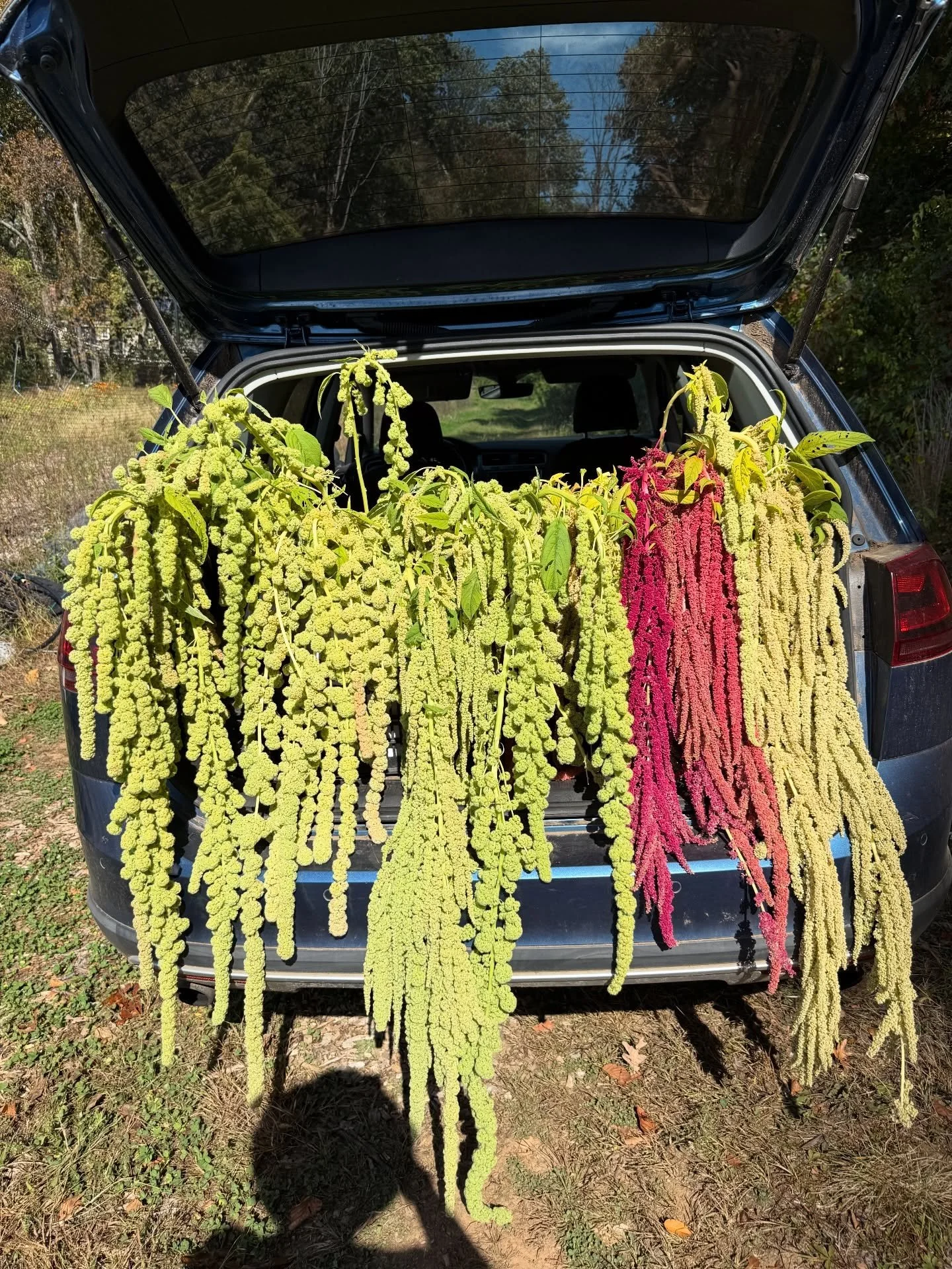 Bumper crop 🥵🥵🥵
2026 goals include supplying the florists of CT allll their amaranth needs 💃🏼 what do ya think, should I go for it? 🫣😏