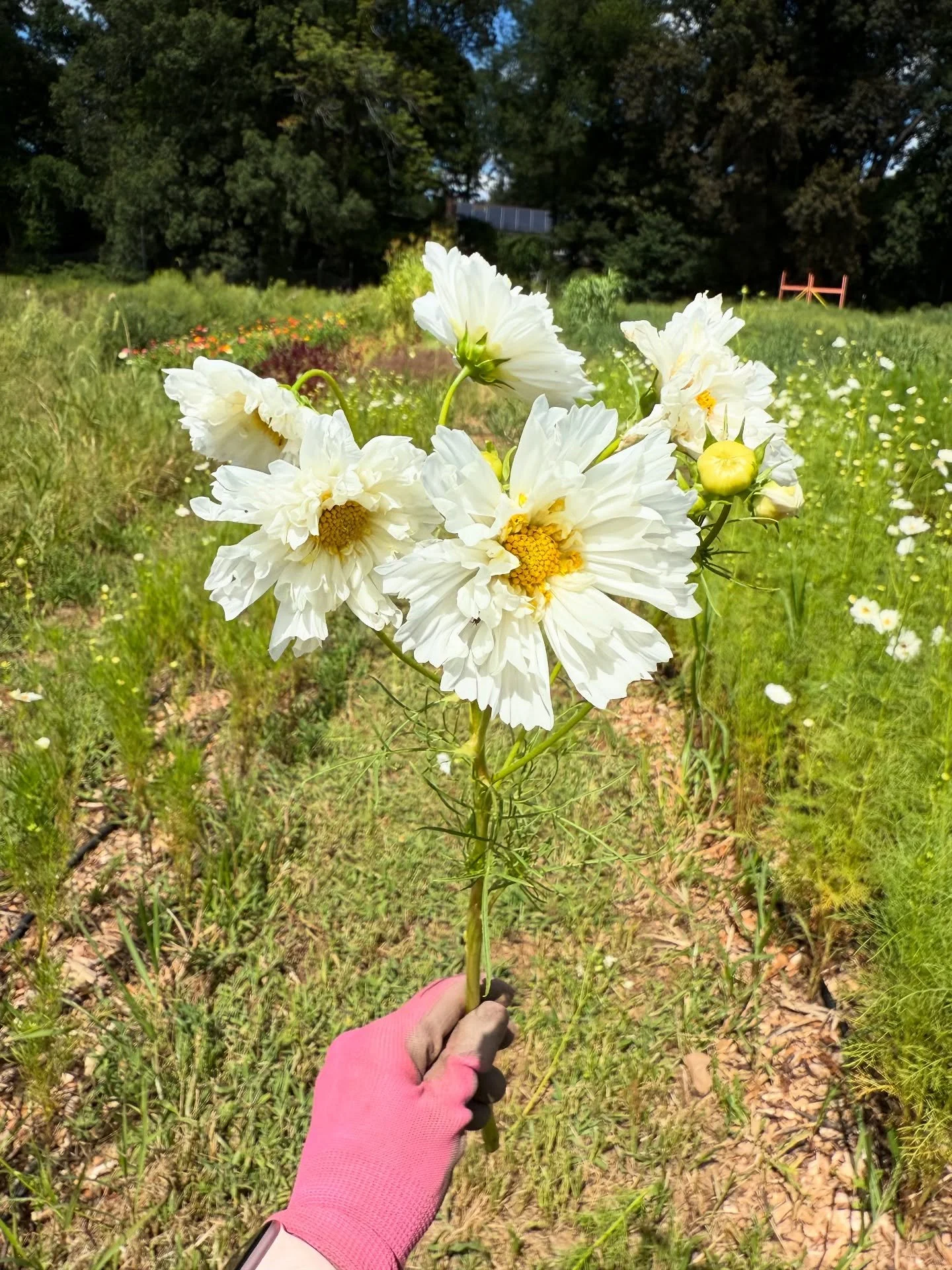 Cosmos working every angle today 📸💃🏼(Ft. Geese 😍)
Truth is I fuss over my cosmos constantly to make sure not only are they absolute perfection for harvest day, they&rsquo;re cut for peek vase life 🤩 
Plus, this year I&rsquo;ve been experimenting