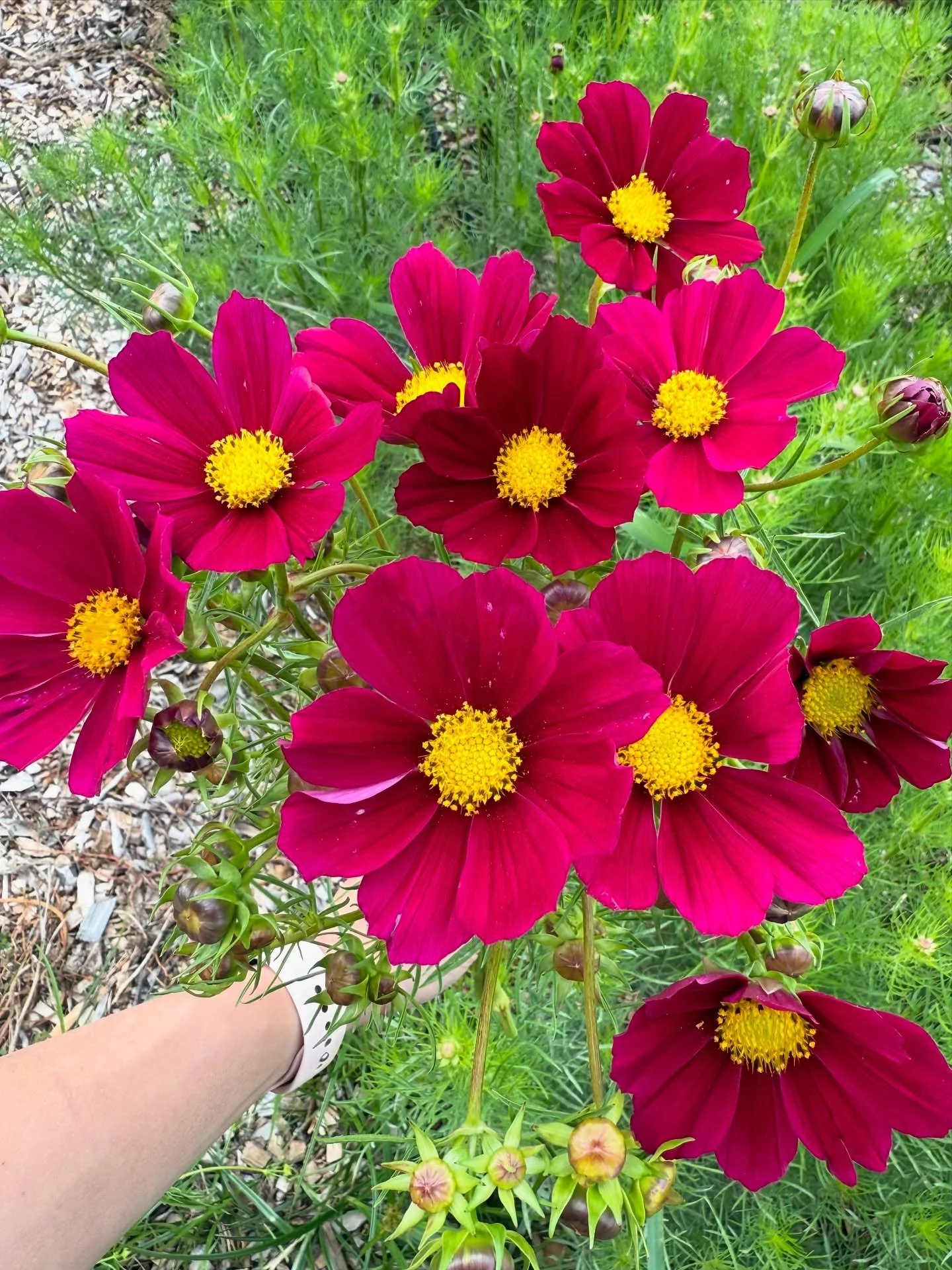Picture Day for the Cosmos 📸🤩
They&rsquo;re coming in hot, so it was time for their wholesale listings to get a glow up 💅
Anyway if you need approx one million bunches of cosmos next week, I gotchoo 🤪
Varieties pictured:
1. Versailles Red
2. Cupc