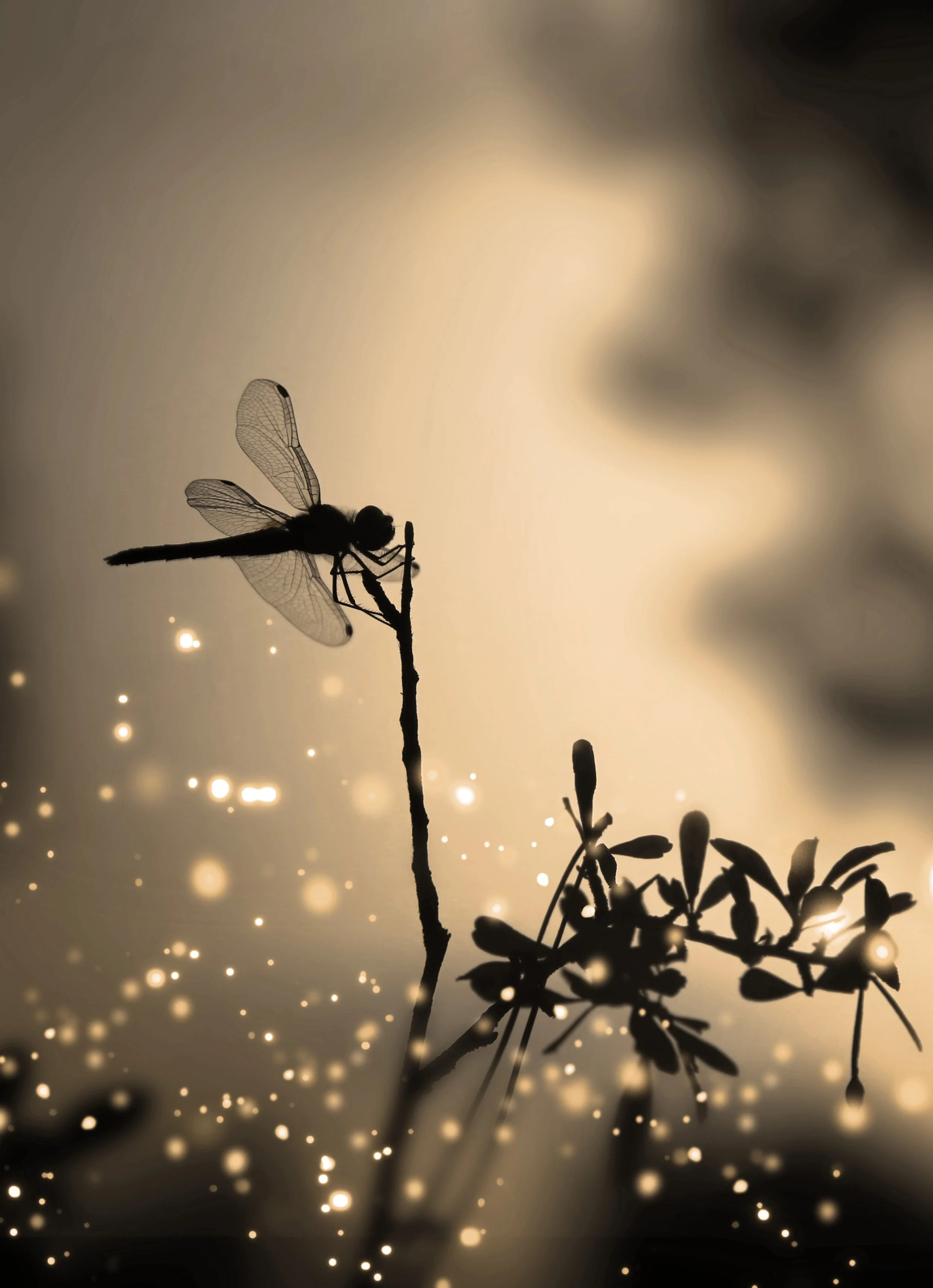 Deine Lichtspur – Libellenpfad. Offener Kreis für erste schamanische Erfahrungen.