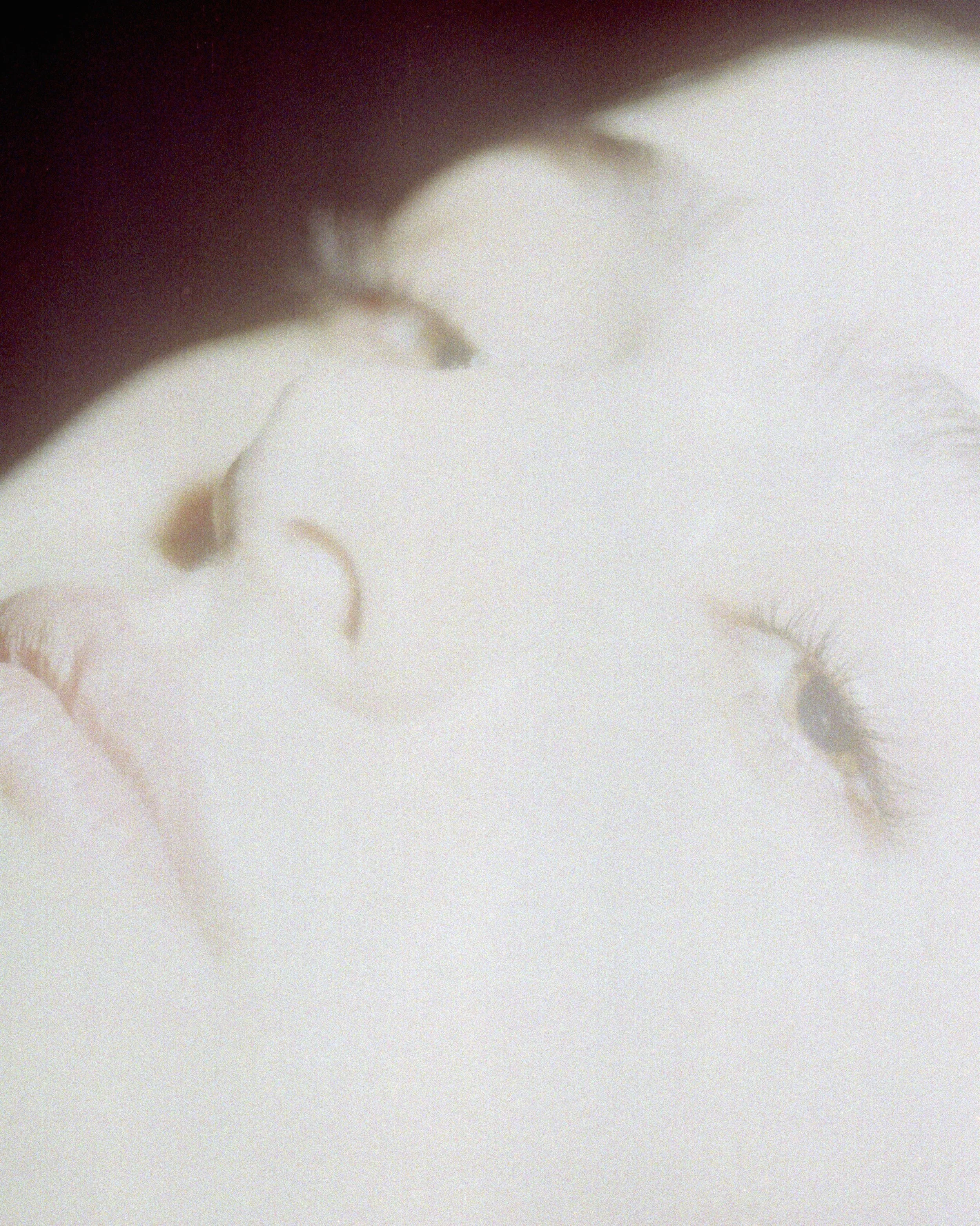 Close-up of two people kissing, with their eyes closed and faces touching, on a white background.