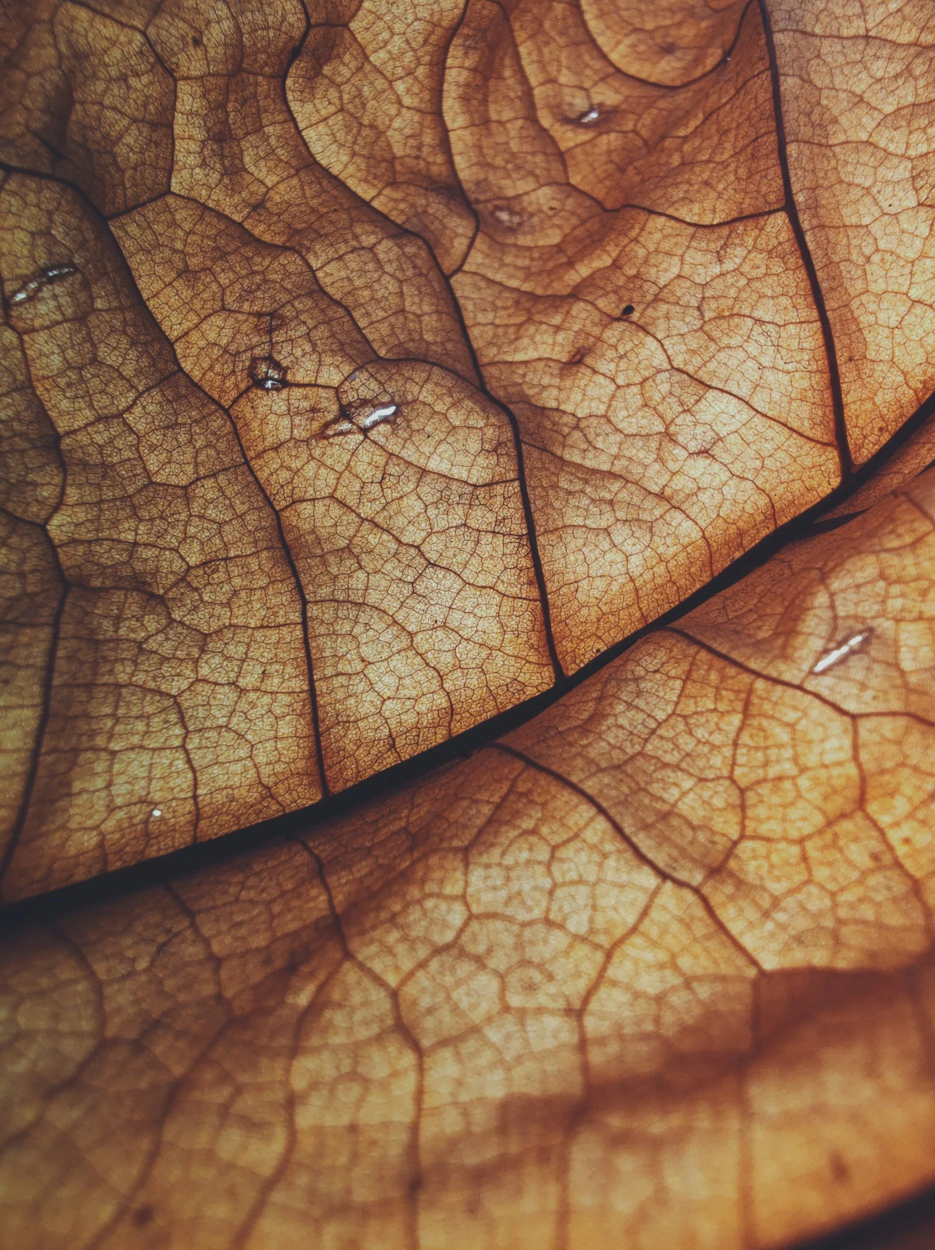 veins in a leaf that is similar to the small capillaries in human skin