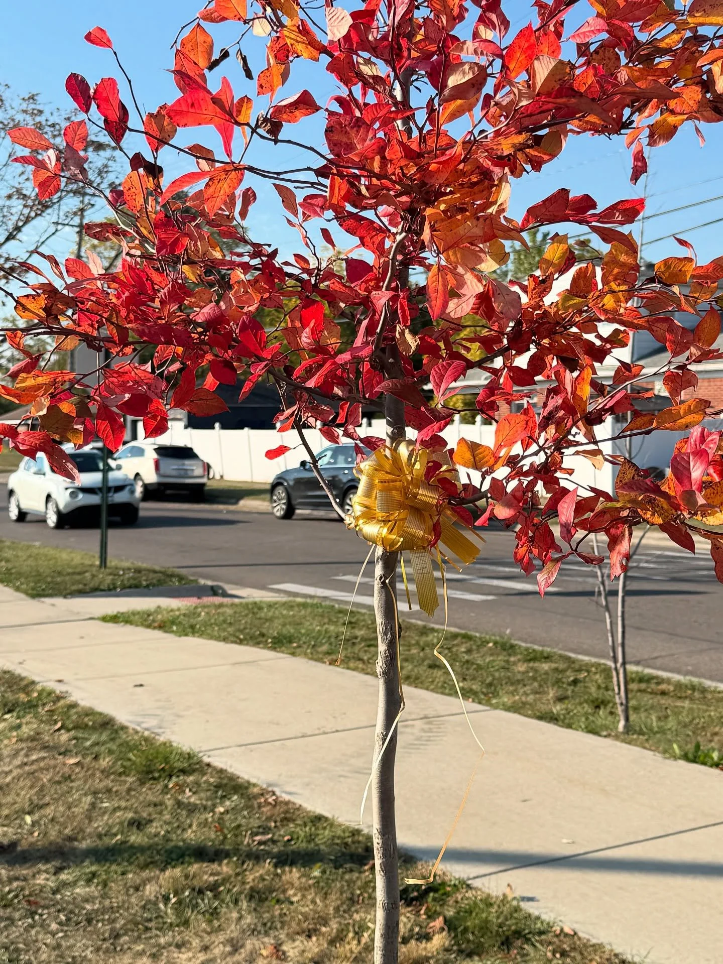 This weekend, we gathered with families and friends across Detroit to celebrate life, love, and legacy through our Gift a Tree Memorial Planting. Together, we planted trees in memory of those who have touched our lives — each one a living symbo