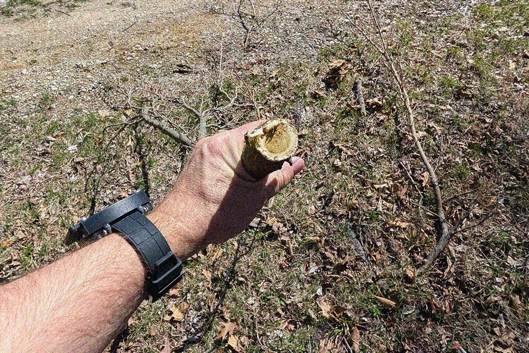 Close-up of a tree branch freshly trimmed using a Wireless Pole Pruner.