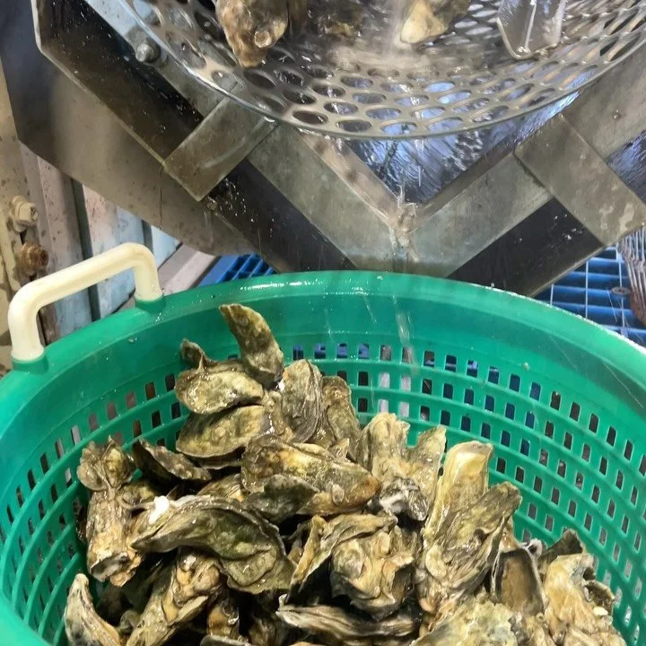🦪 Music to our ears 🎵
The first few bushels of WILD NC OYSTERS going through the washer!! We have a very limited supply, with only some Clusters (first come first serve) but it’s just the beginning! 
Starting next week you’ll be able