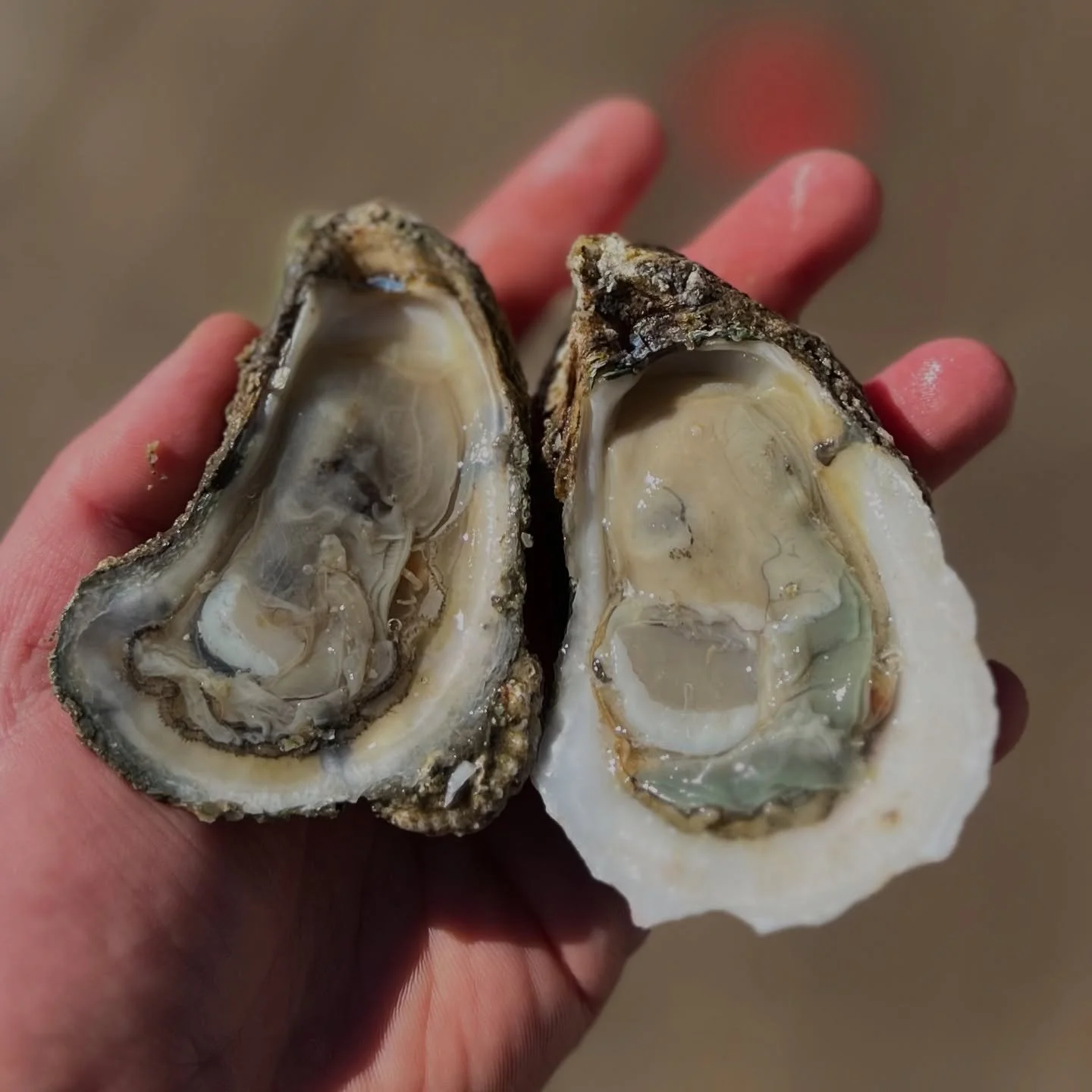 Can you spot the Pea Crab?? 🦀

These little crabs are a harmless, soft shelled crab that can live inside oysters. They are a sign of a healthy oyster bed and also considered GOOD LUCK! 

End 2025 and start 2026 with a little luck on our side‼️ We ha