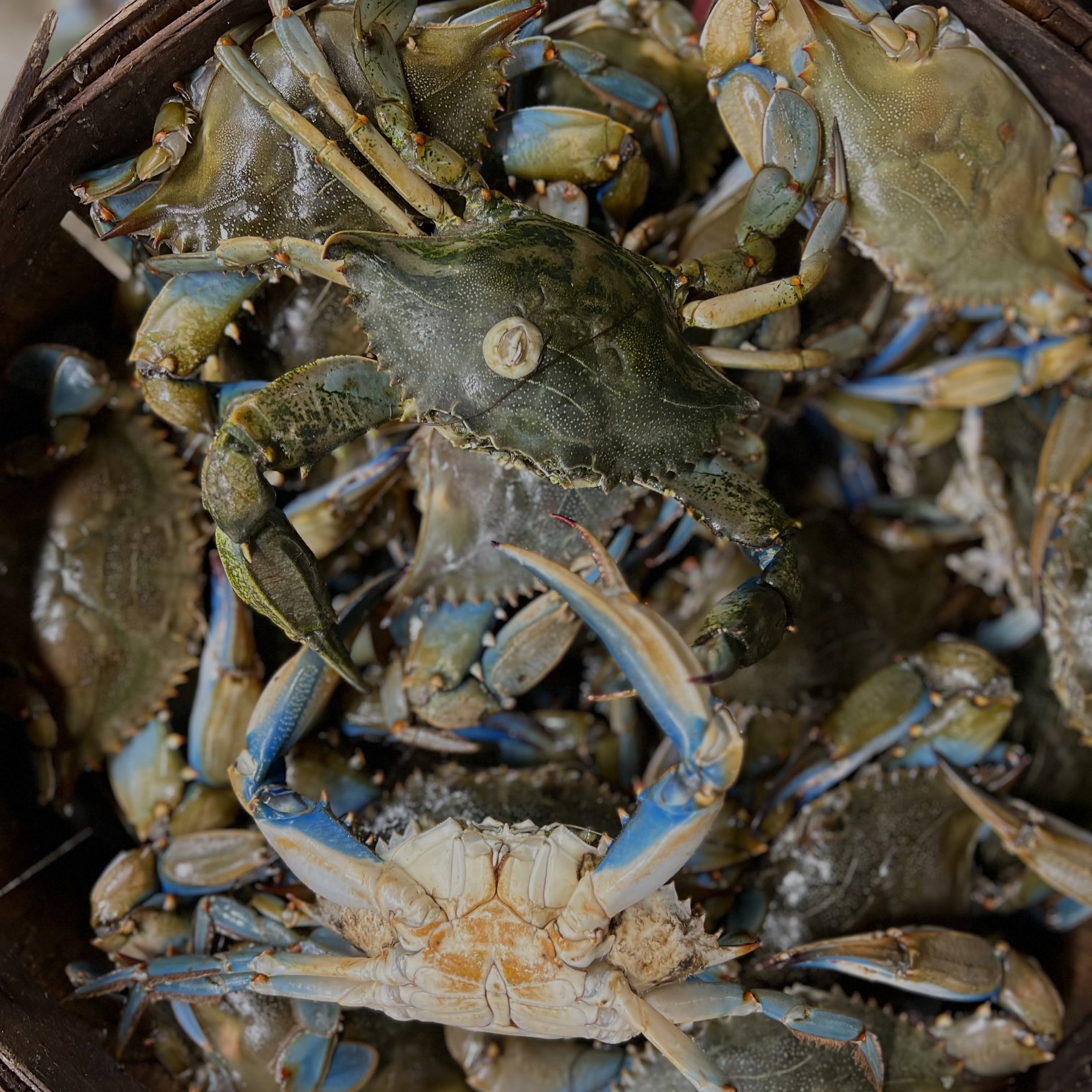 Happy Memorial Day 🇺🇸🦀

We are OPEN normal hours today and LOADED up on live Blue Crabs! But you know they won&rsquo;t last long 🦀🦀

We hope everyone has a safe and happy Memorial Day and remembers those who made the ultimate sacrifice for our c