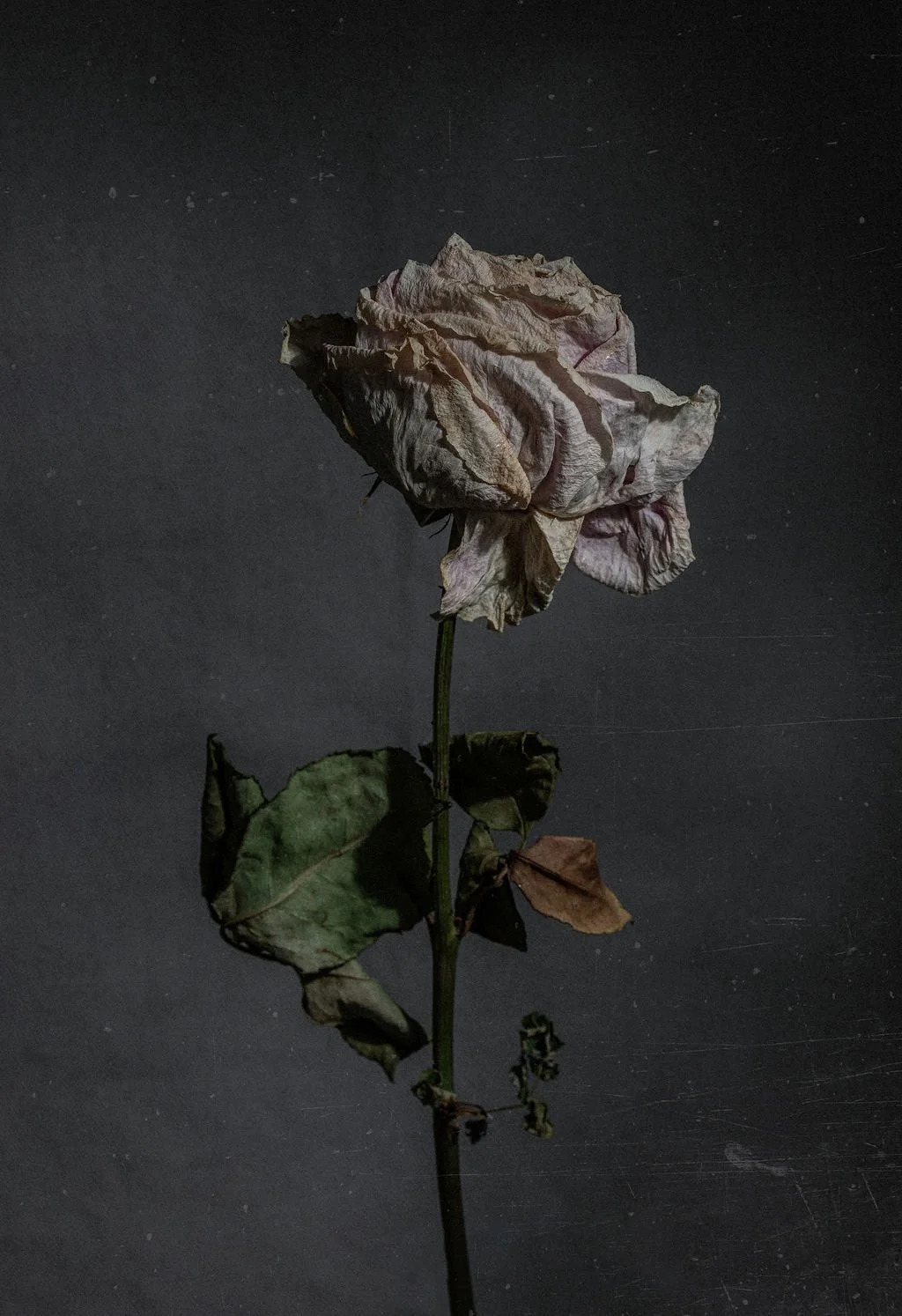 A dried, wilted pink rose with brown edges on a dark surface.