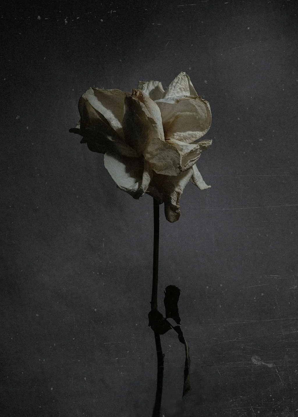 A dried, withered rose with cream and brown petals on a black reflective surface, casting a shadow and reflection.