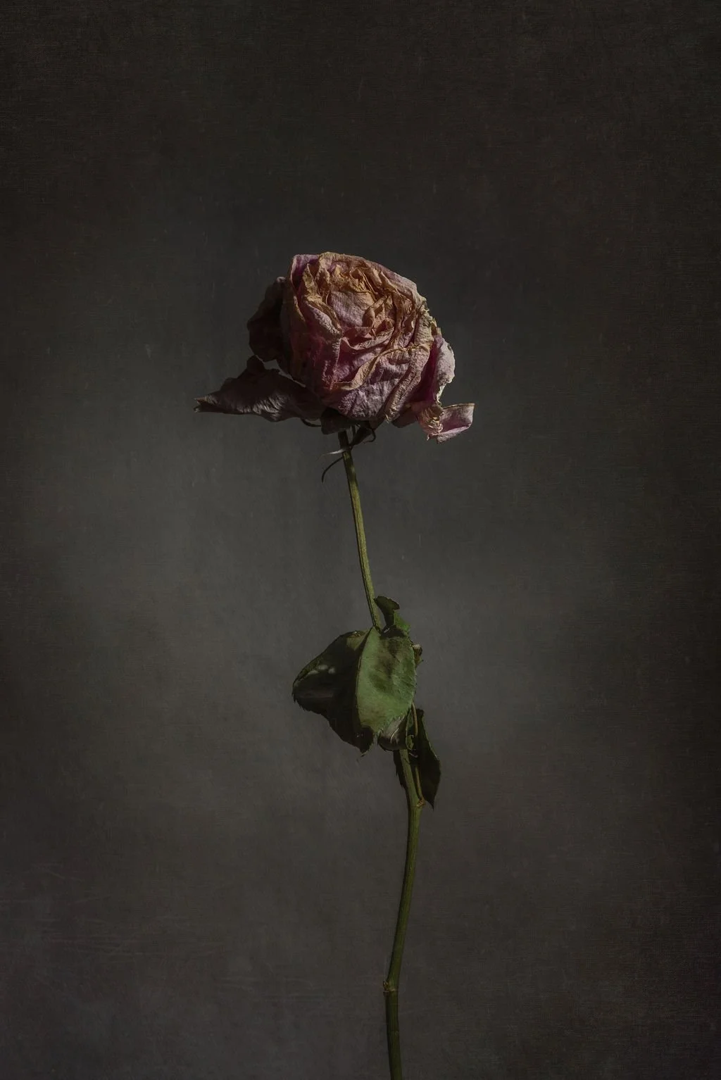 A withered, dried pink rose with wilted leaves on a thin green stem against a dark background.